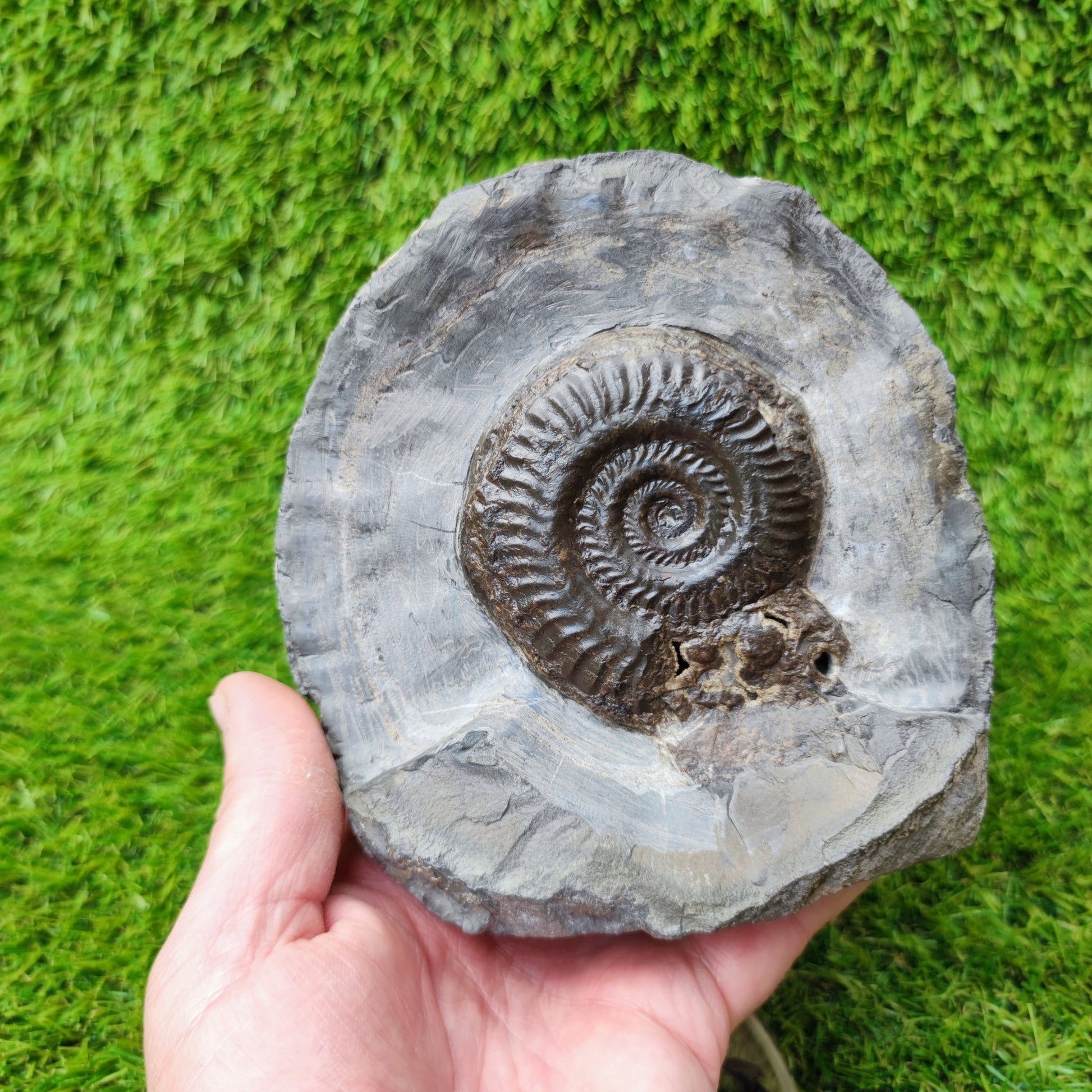 North Yorkshire ammonite fossil hildoceras - North Yorkshire Fossils