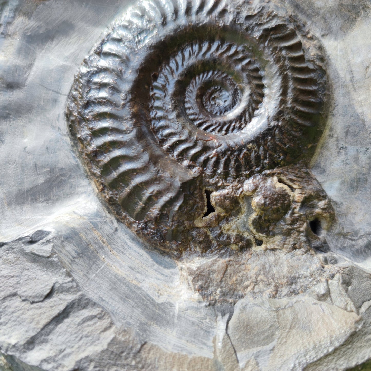 North Yorkshire ammonite fossil hildoceras - North Yorkshire Fossils