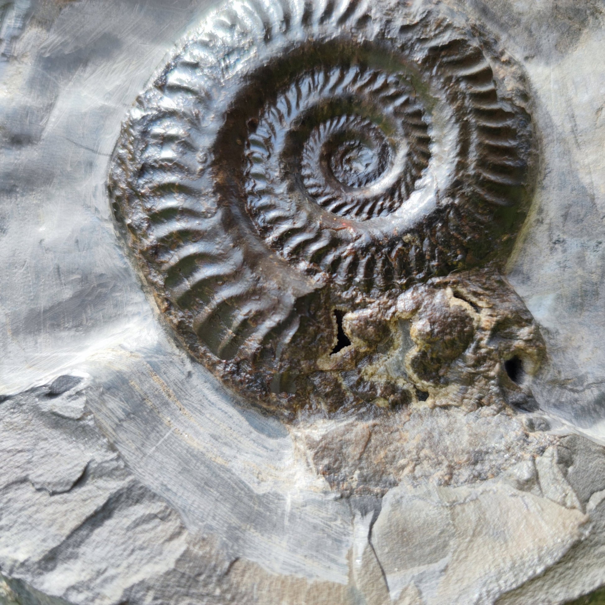 North Yorkshire ammonite fossil hildoceras - North Yorkshire Fossils