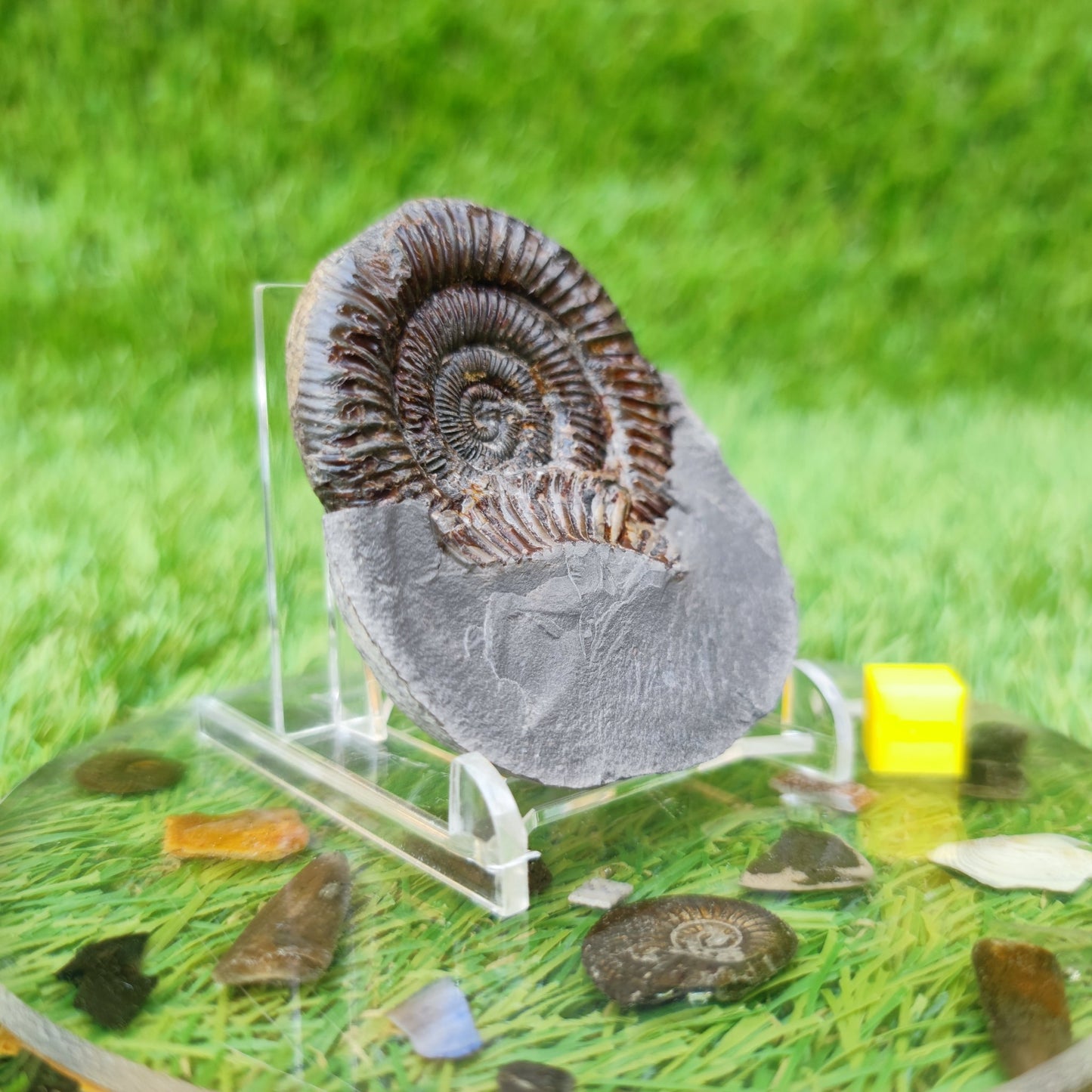North Yorkshire fossil dactylioceras ammonite - North Yorkshire Fossils