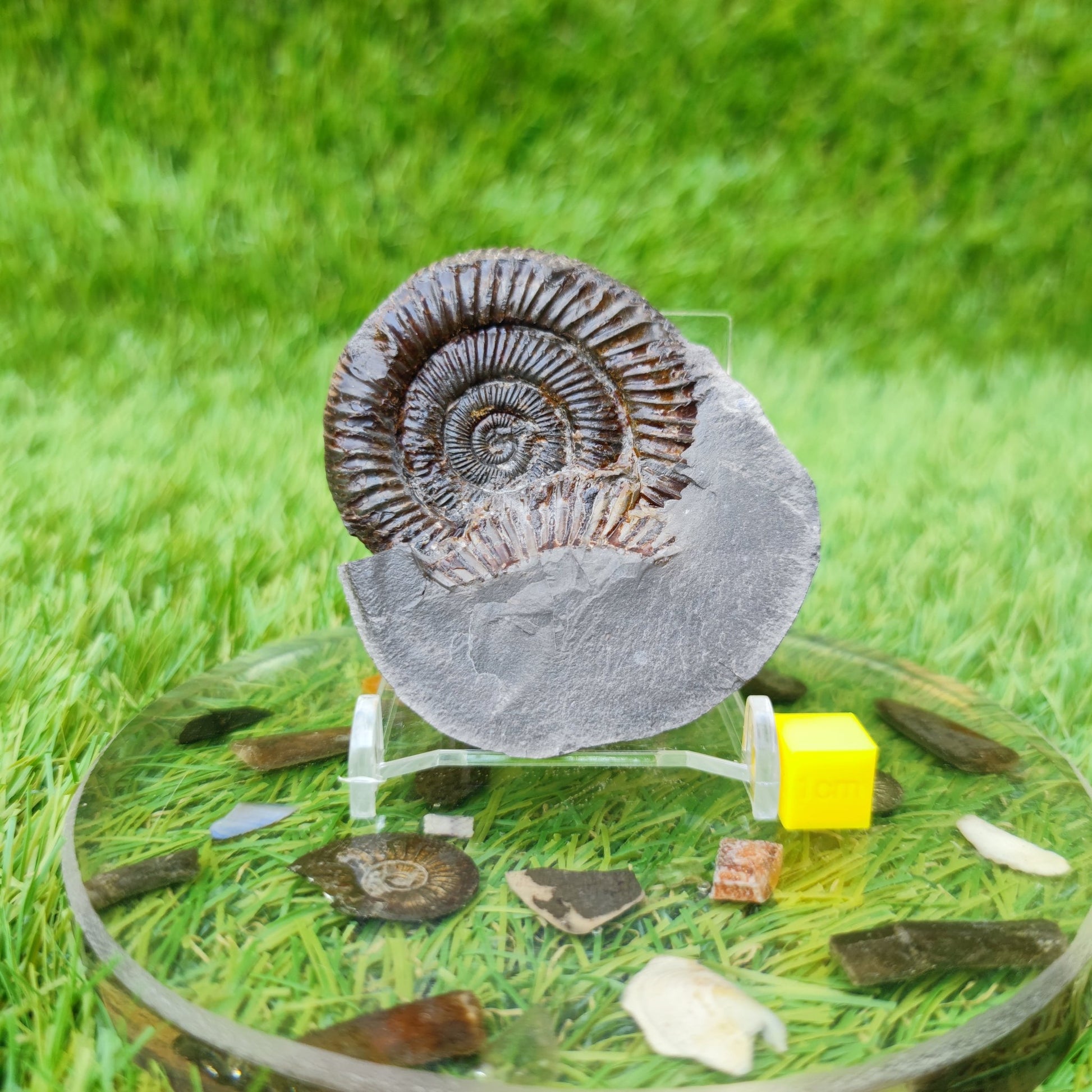 North Yorkshire fossil dactylioceras ammonite - North Yorkshire Fossils