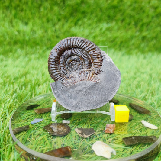 North Yorkshire fossil dactylioceras ammonite - North Yorkshire Fossils