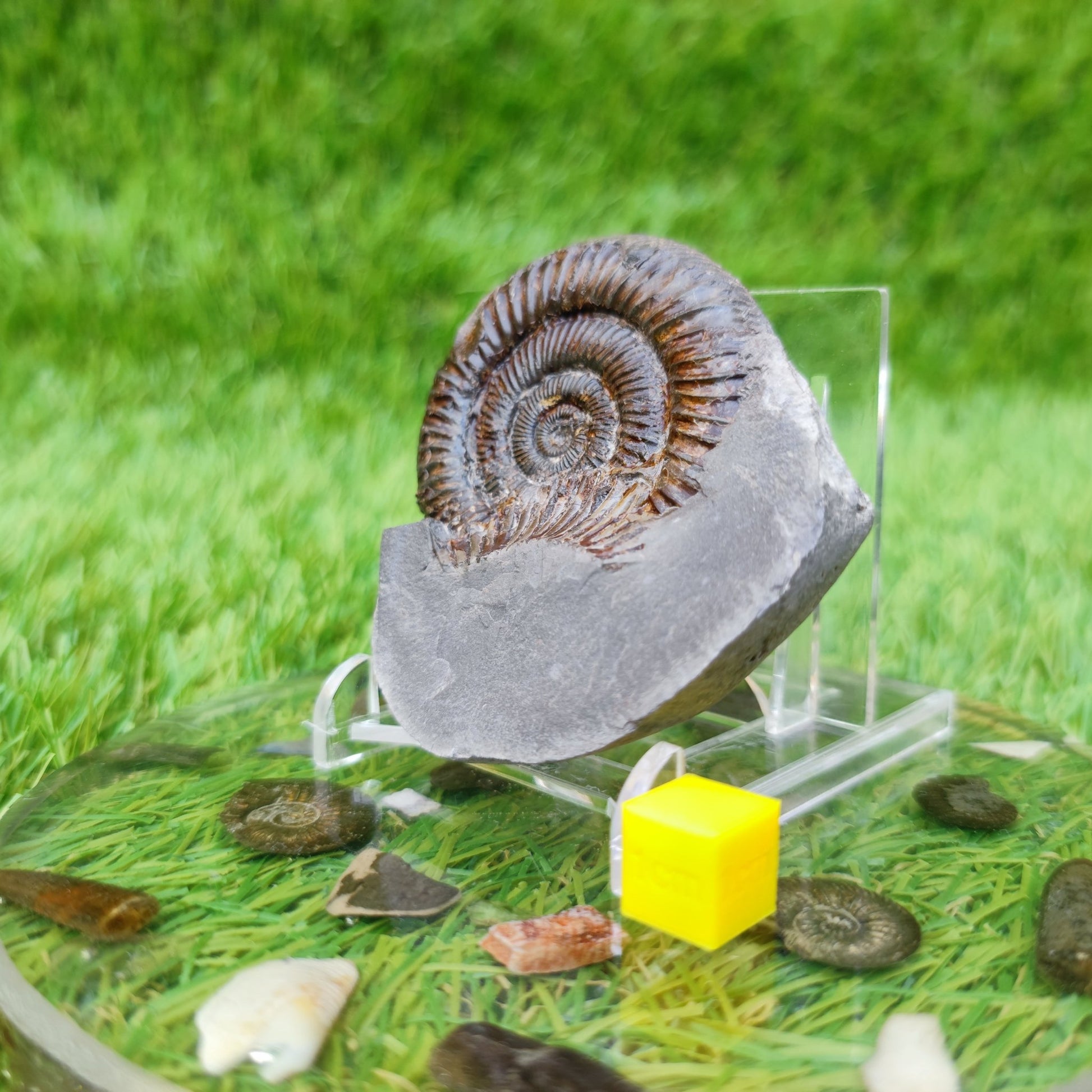 North Yorkshire fossil dactylioceras ammonite - North Yorkshire Fossils