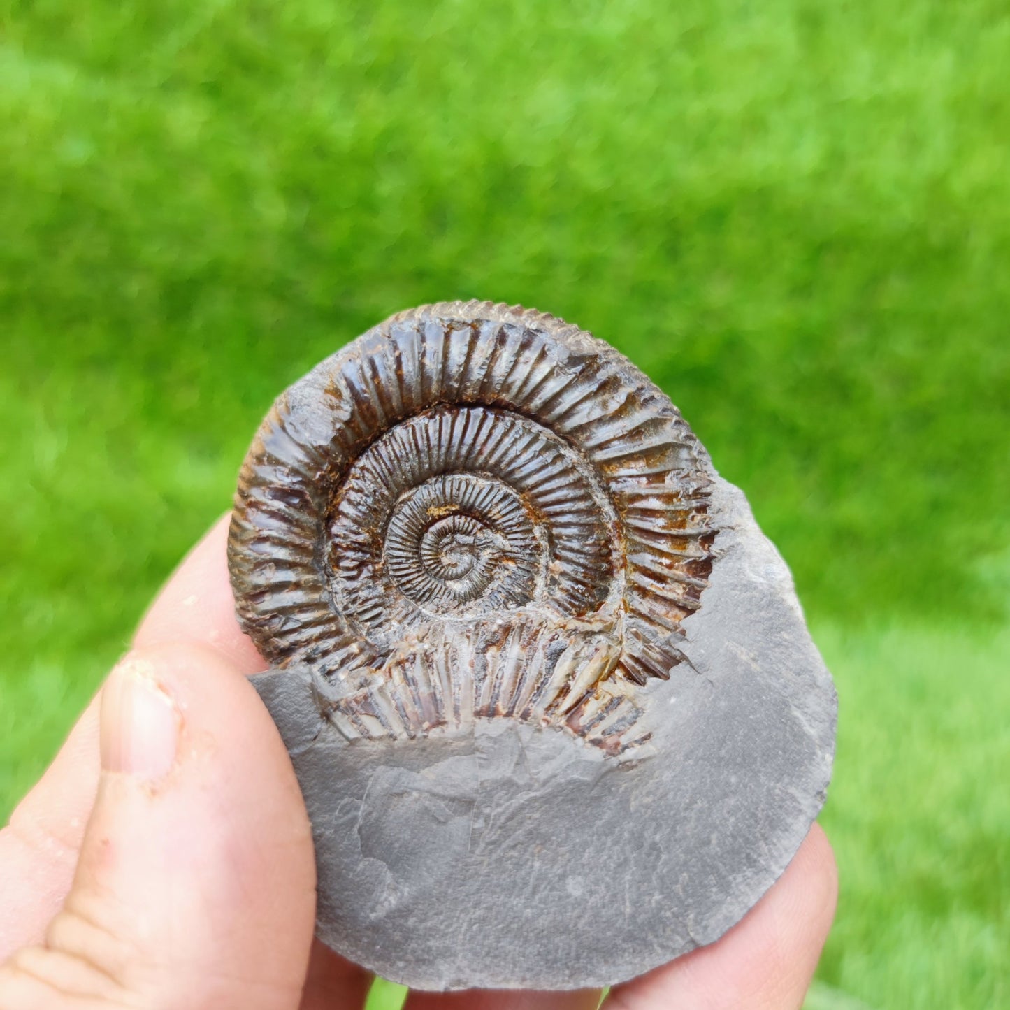 North Yorkshire fossil dactylioceras ammonite - North Yorkshire Fossils