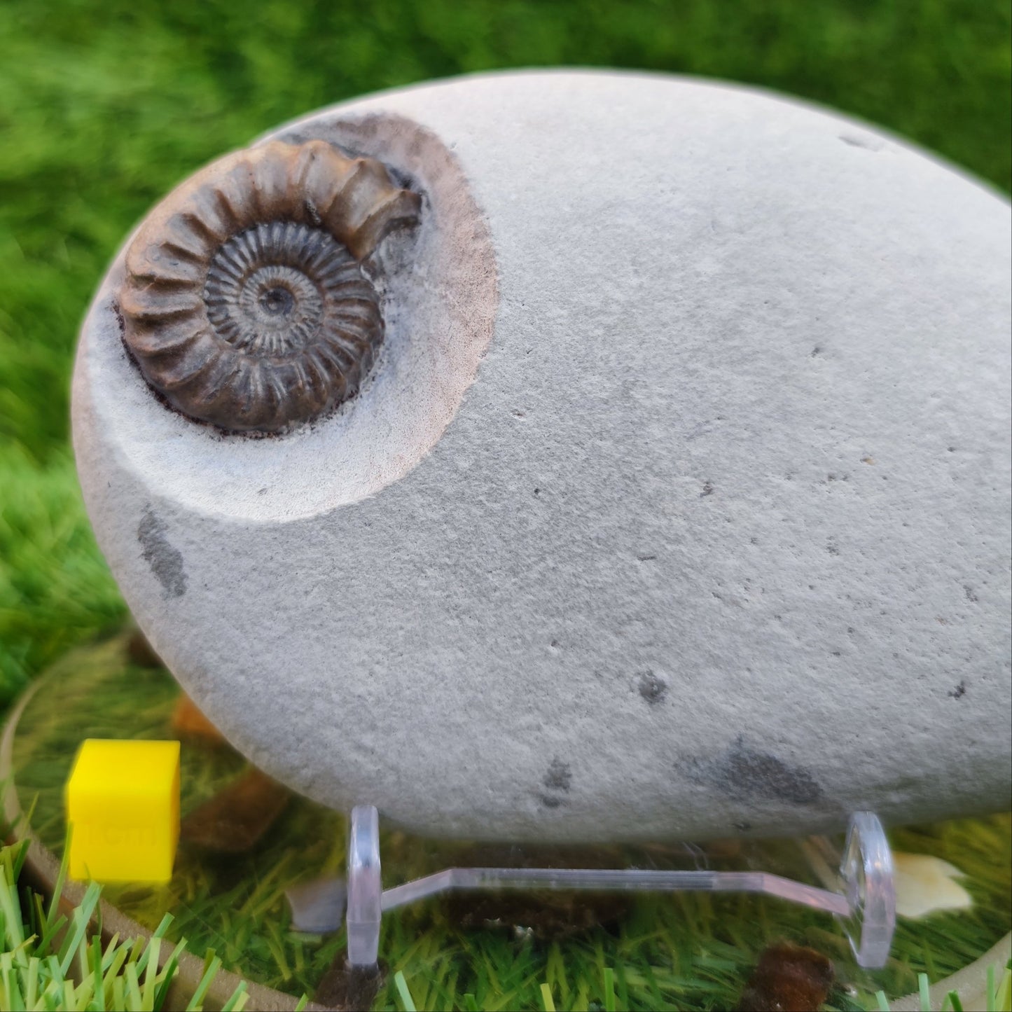 Oistoceras ammonite fossil duo in green nodule Charmouth - North Yorkshire Fossils