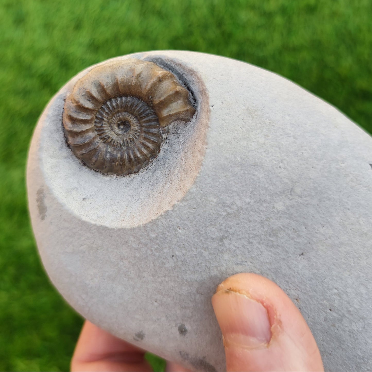 Oistoceras ammonite fossil duo in green nodule Charmouth - North Yorkshire Fossils