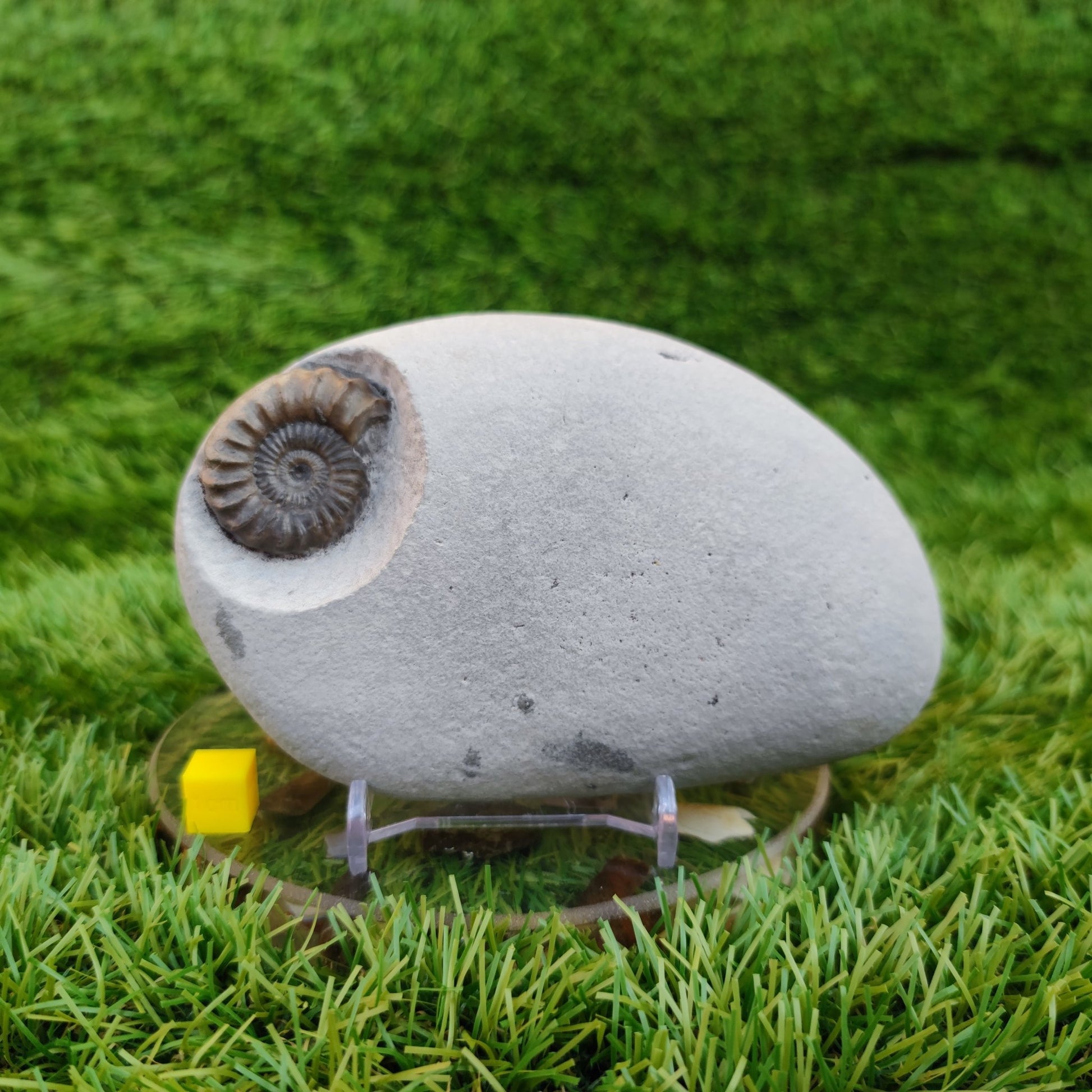 Oistoceras ammonite fossil duo in green nodule Charmouth - North Yorkshire Fossils