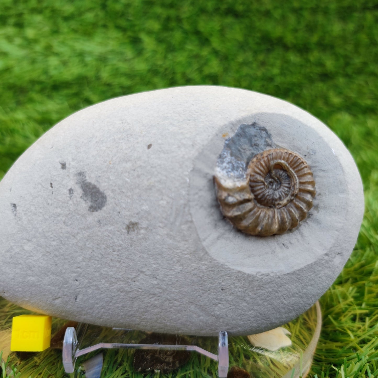 Oistoceras ammonite fossil duo in green nodule Charmouth - North Yorkshire Fossils