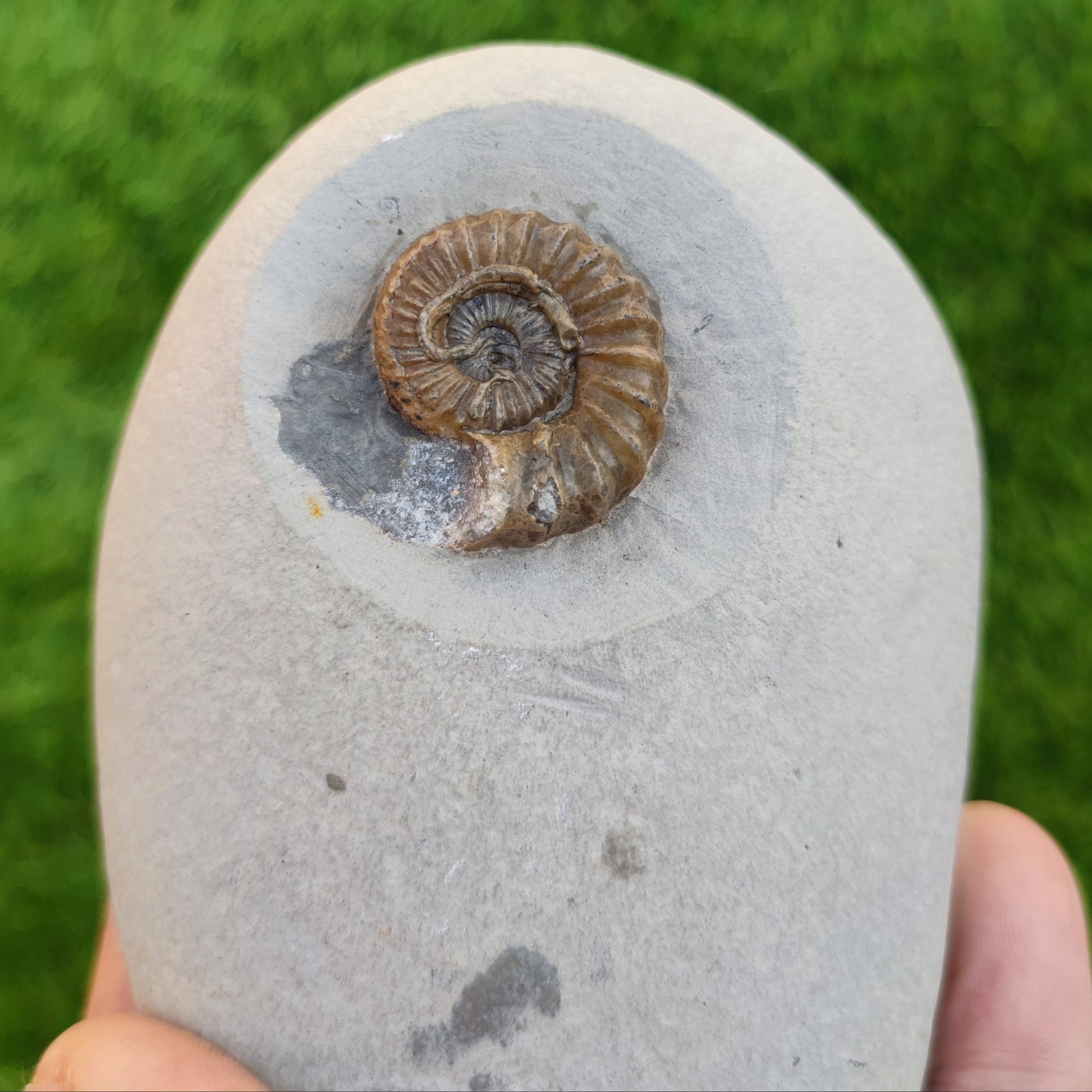 Oistoceras ammonite fossil duo in green nodule Charmouth - North Yorkshire Fossils