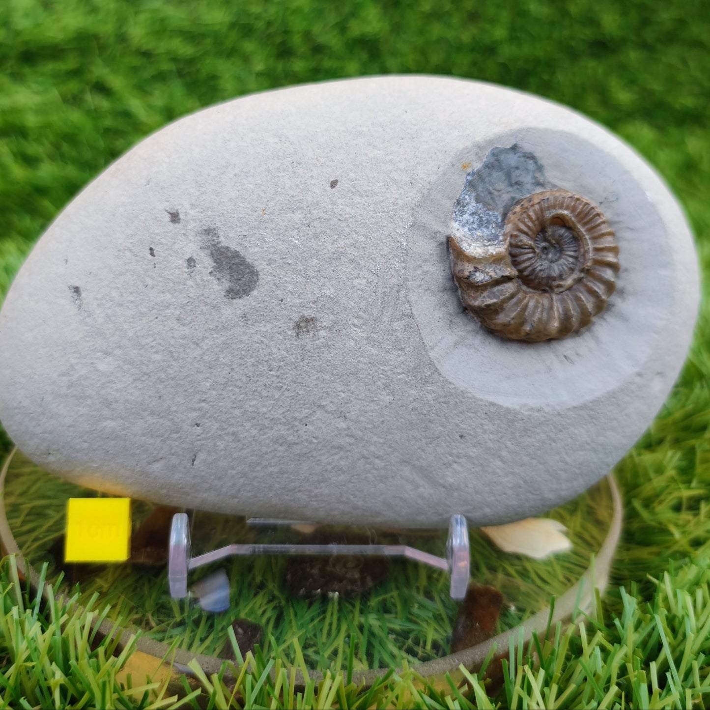 Oistoceras ammonite fossil duo in green nodule Charmouth - North Yorkshire Fossils
