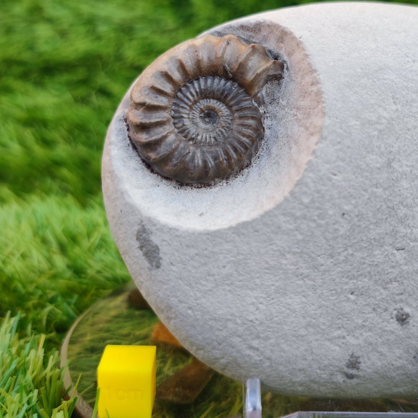 Oistoceras ammonite fossil duo in green nodule Charmouth - North Yorkshire Fossils