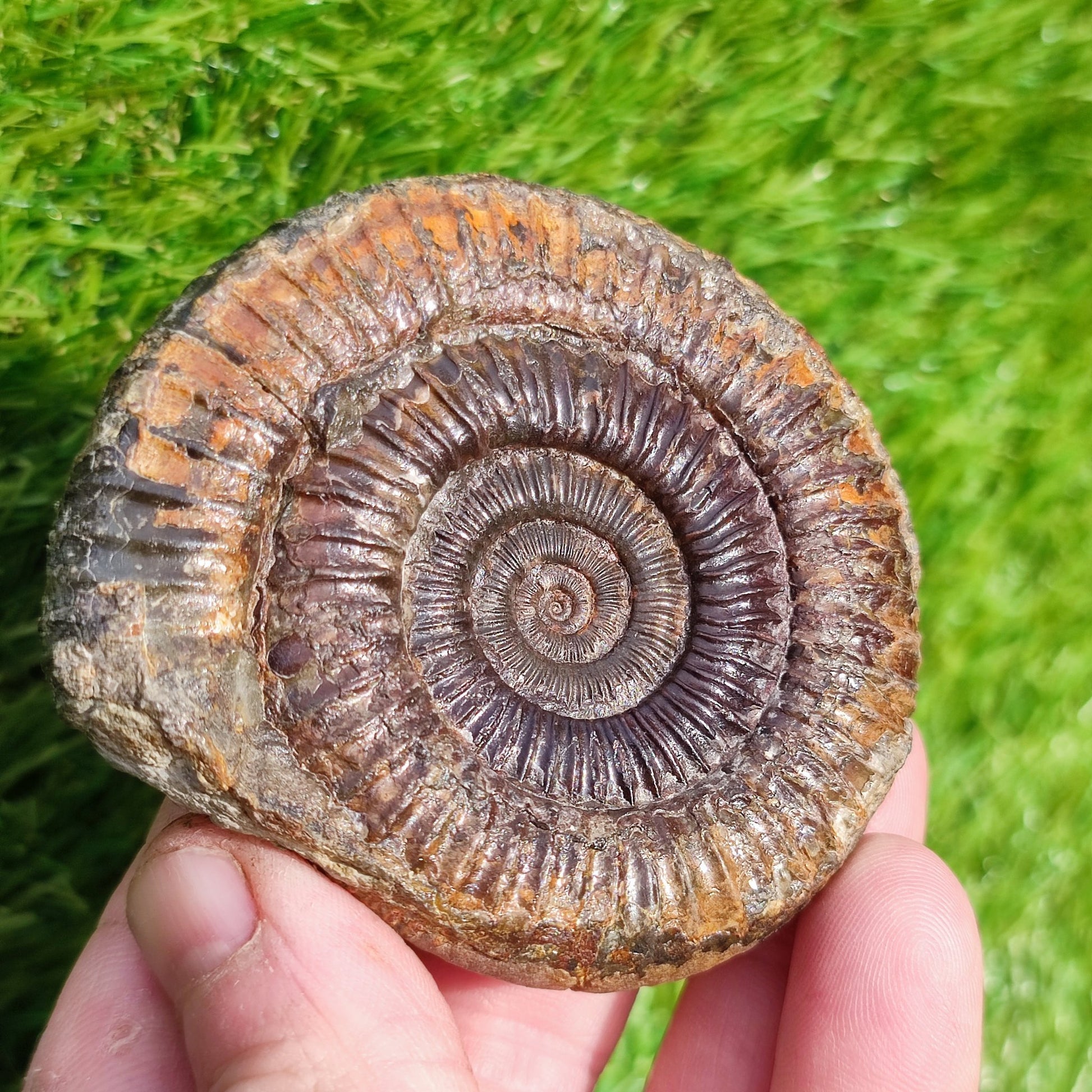 Perfect centre dactylioceras ammonite fossil - North Yorkshire Fossils