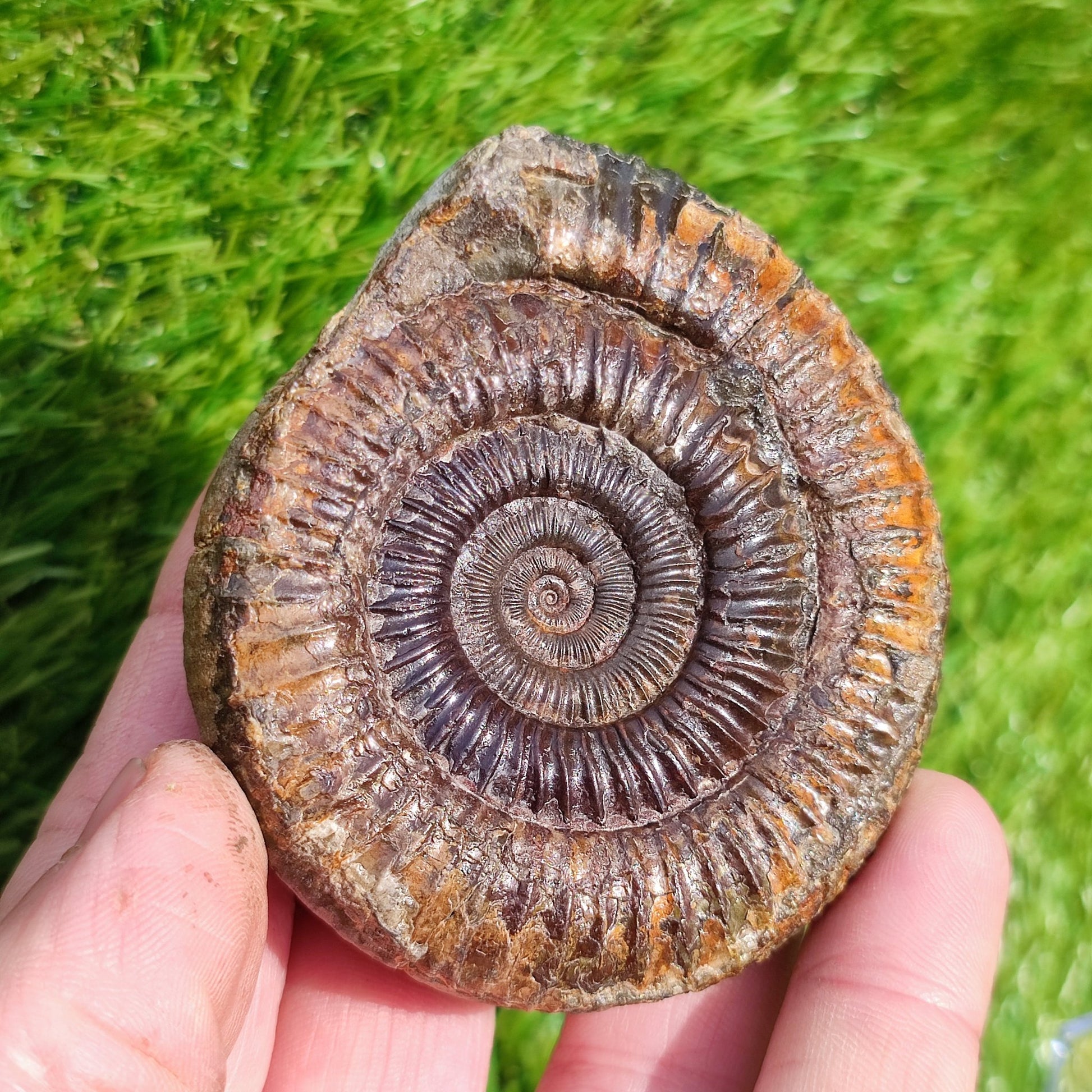 Perfect centre dactylioceras ammonite fossil - North Yorkshire Fossils