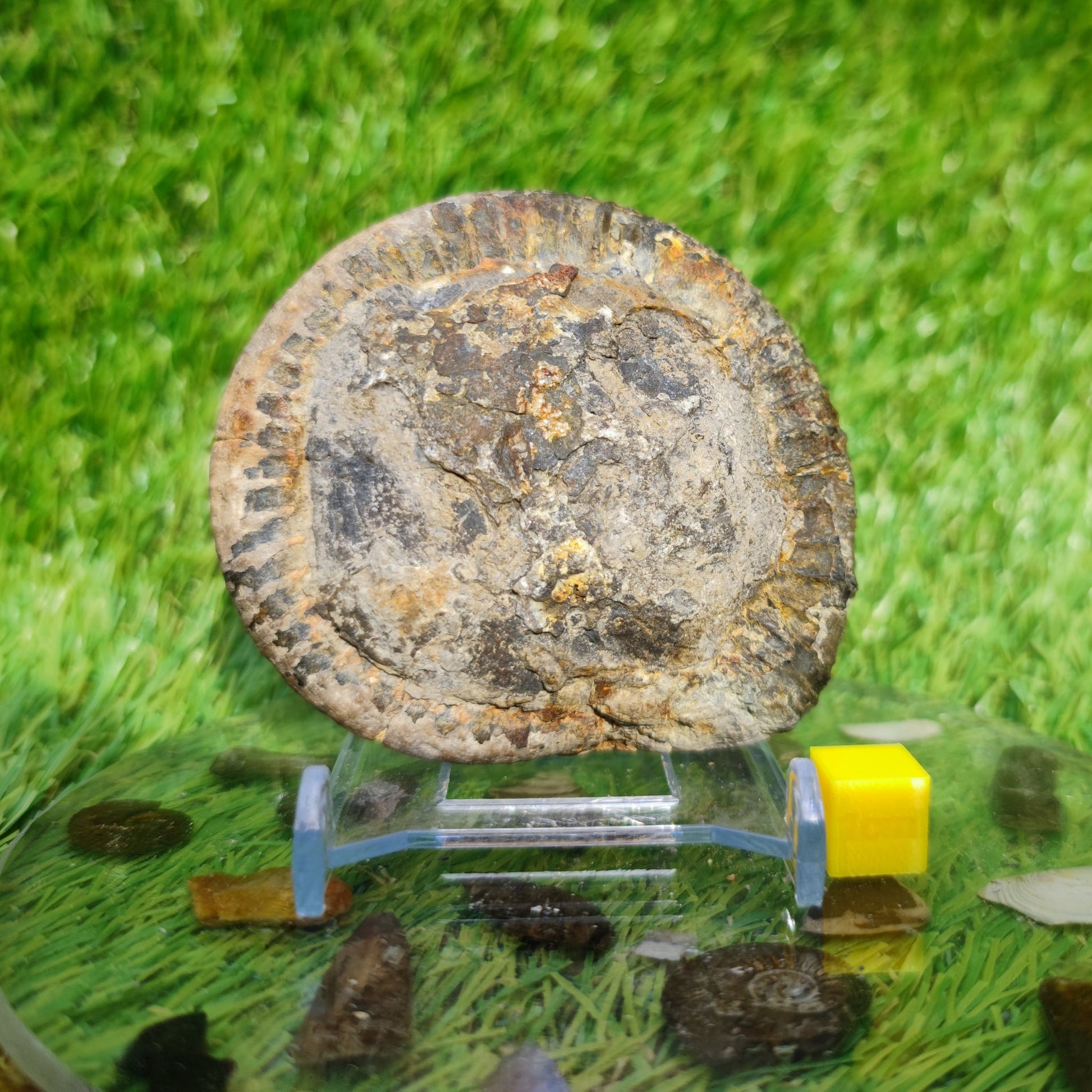 Perfect centre dactylioceras ammonite fossil - North Yorkshire Fossils
