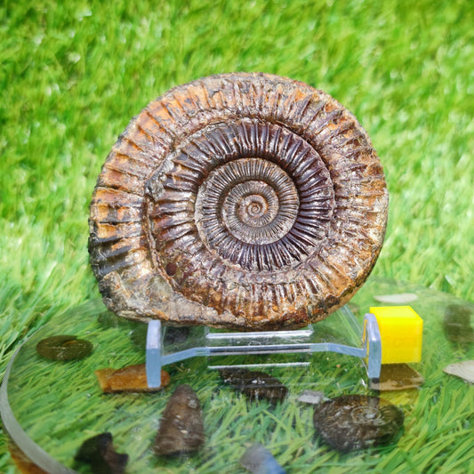 Perfect centre dactylioceras ammonite fossil - North Yorkshire Fossils