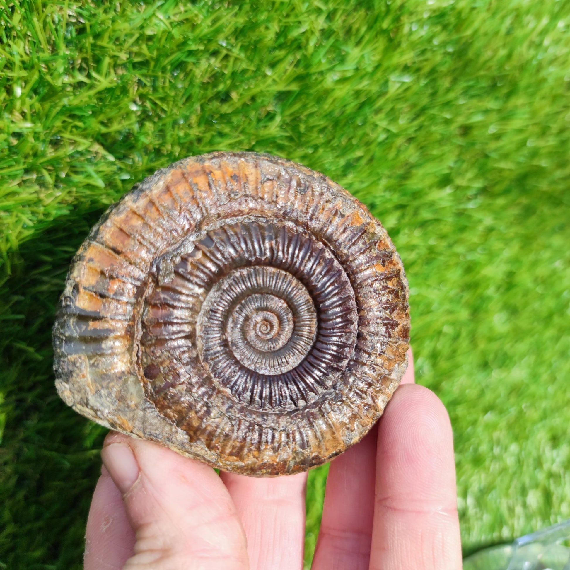Perfect centre dactylioceras ammonite fossil - North Yorkshire Fossils