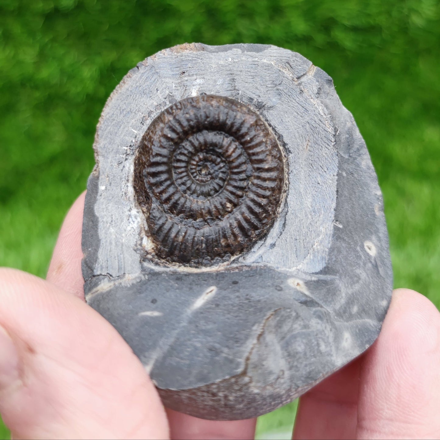 Peronoceras ammonite fossil - North Yorkshire Fossils