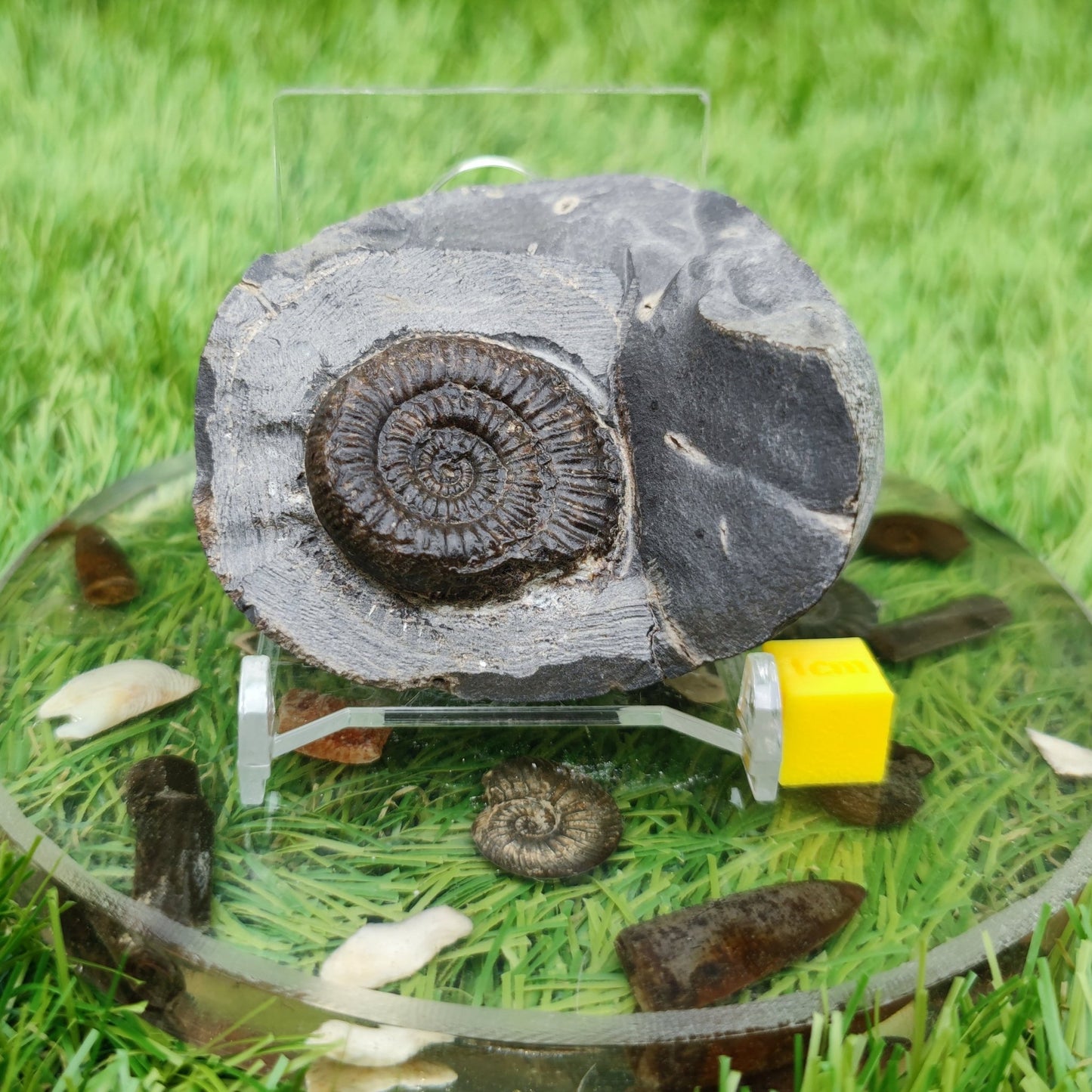 Peronoceras ammonite fossil - North Yorkshire Fossils