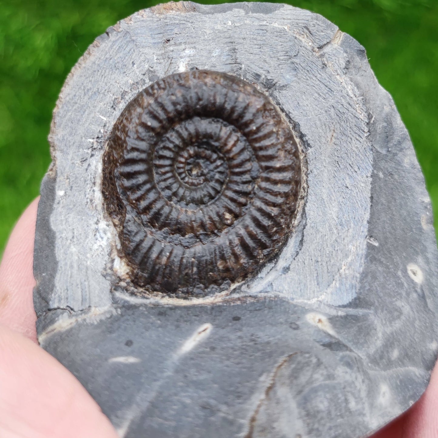 Peronoceras ammonite fossil - North Yorkshire Fossils