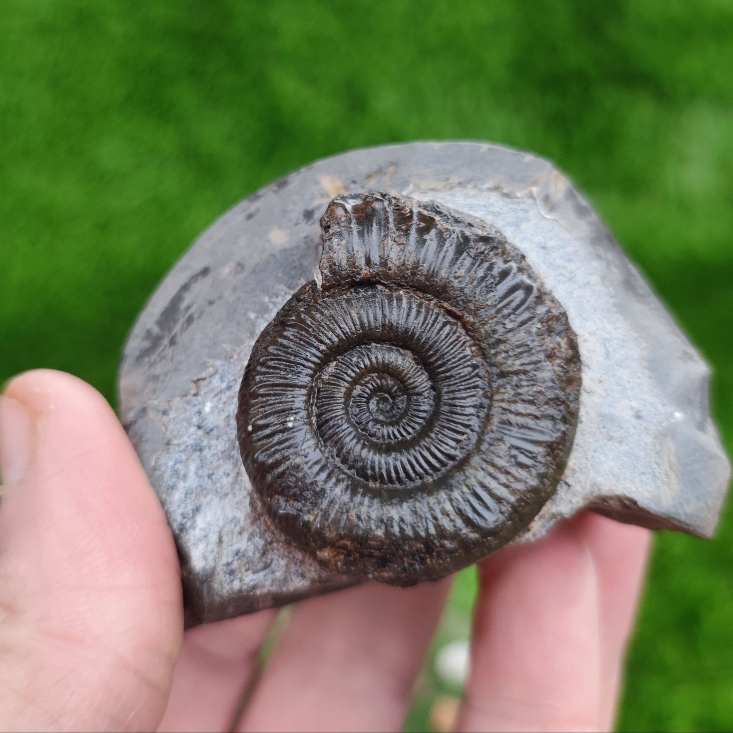 Peronoceras ammonite fossil North Yorkshire Fossils - North Yorkshire Fossils