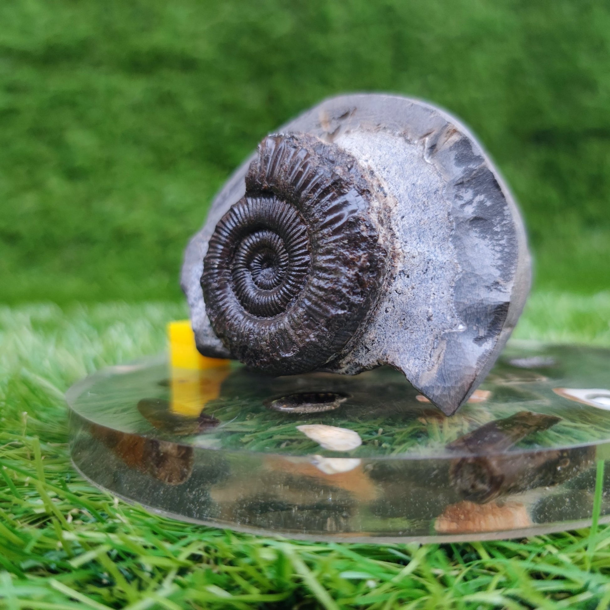 Peronoceras ammonite fossil North Yorkshire Fossils - North Yorkshire Fossils