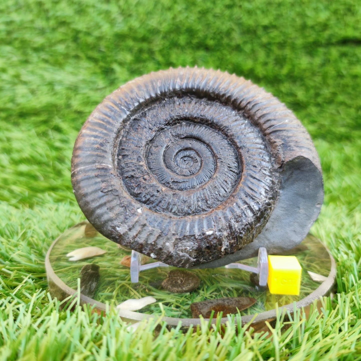 Peronoceras ammonite fossil North Yorkshire Fossils - North Yorkshire Fossils
