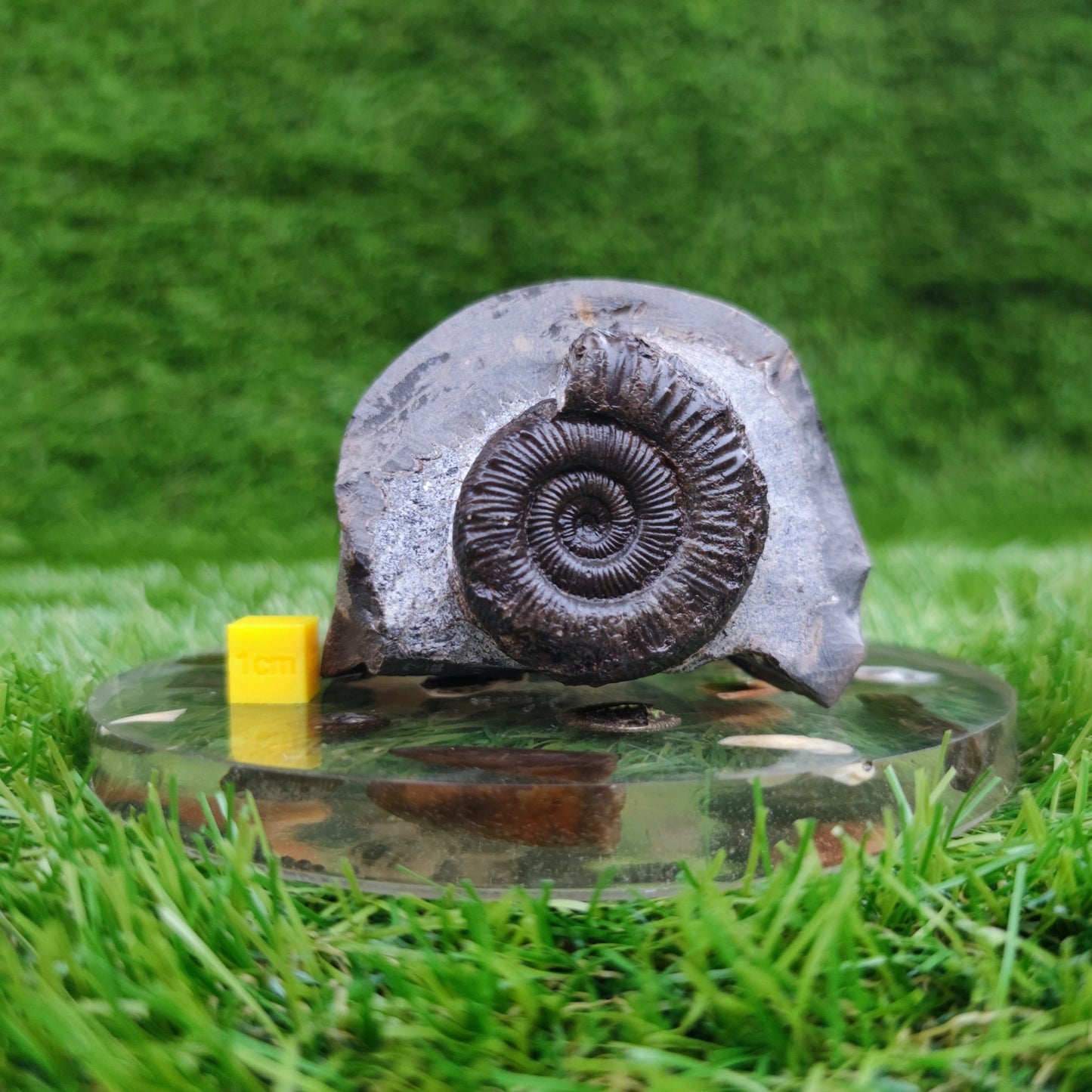 Peronoceras ammonite fossil North Yorkshire Fossils - North Yorkshire Fossils