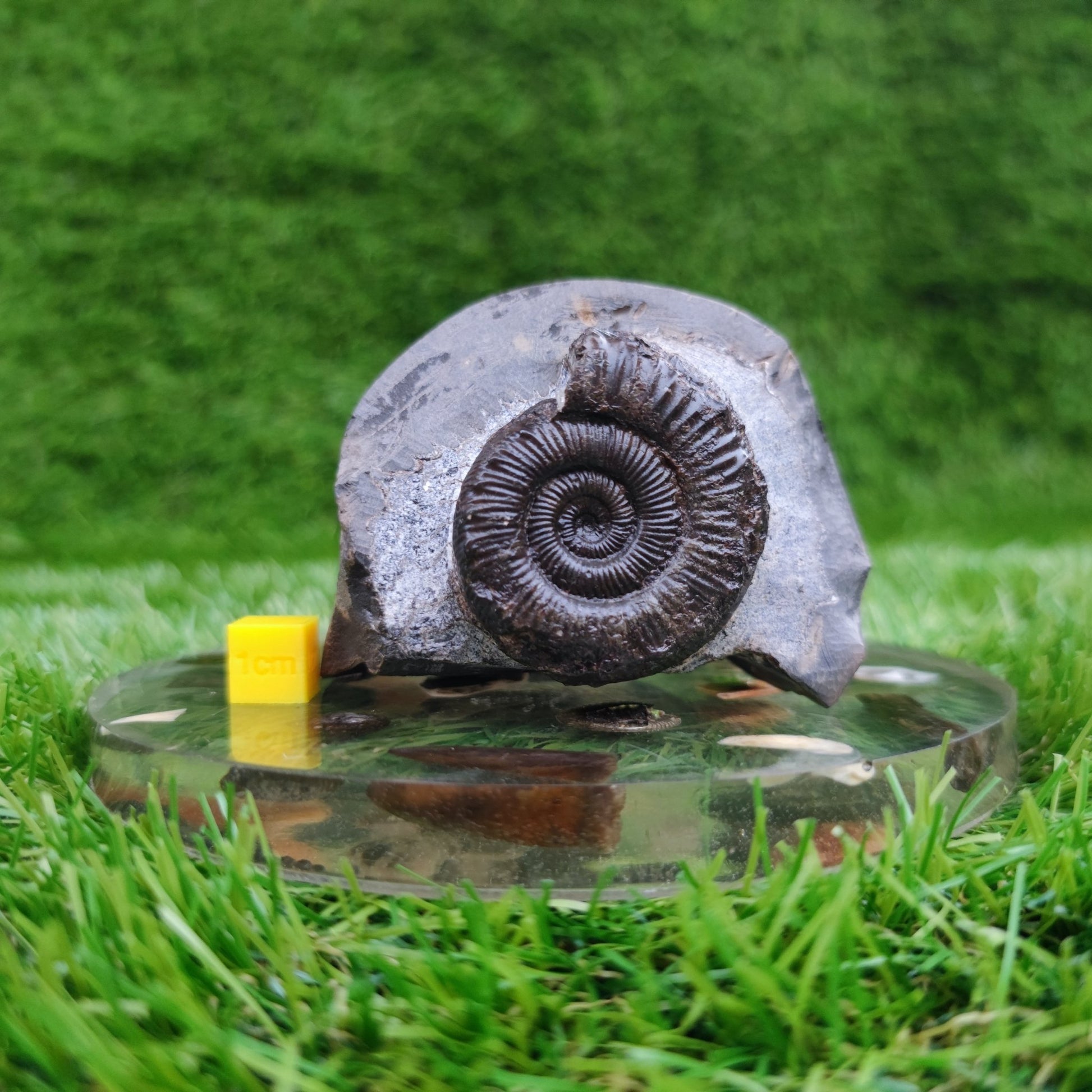 Peronoceras ammonite fossil North Yorkshire Fossils - North Yorkshire Fossils