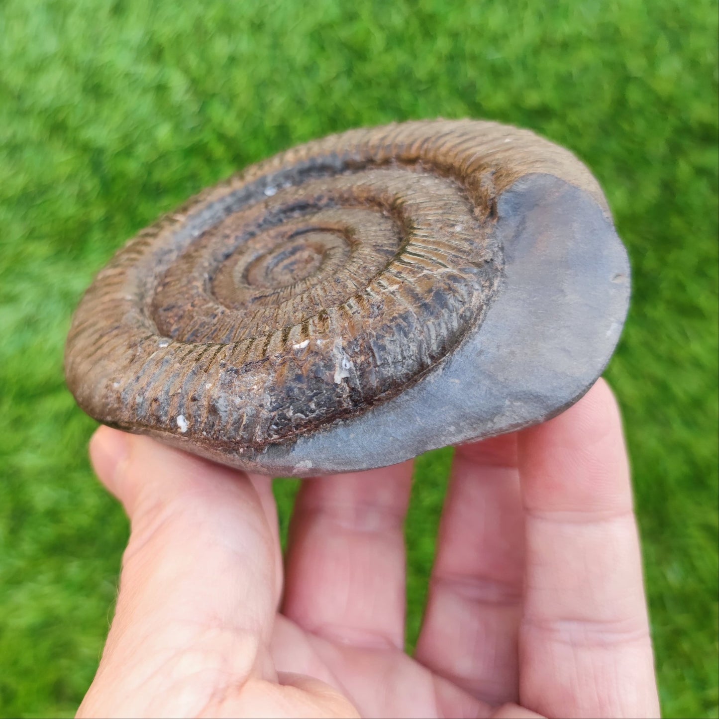Peronoceras ammonite fossil North Yorkshire Fossils - North Yorkshire Fossils