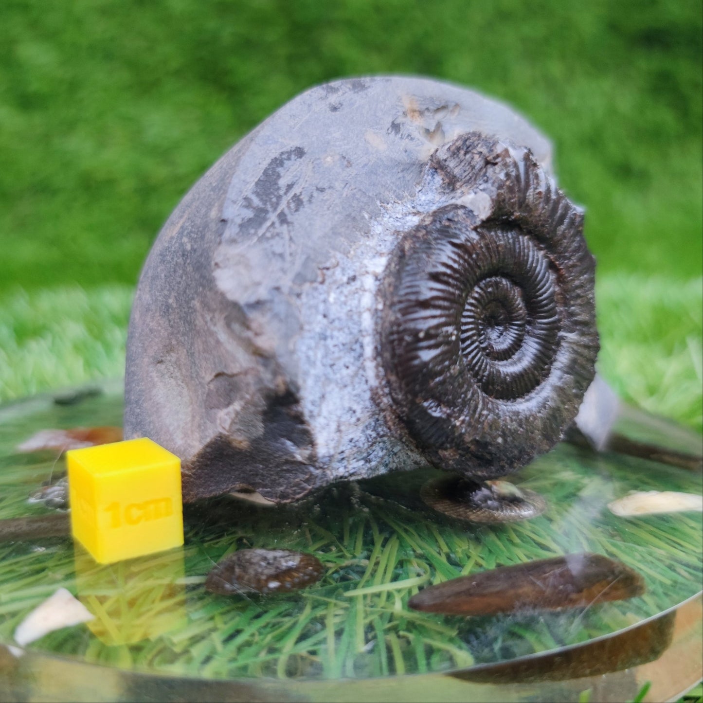 Peronoceras ammonite fossil North Yorkshire Fossils - North Yorkshire Fossils