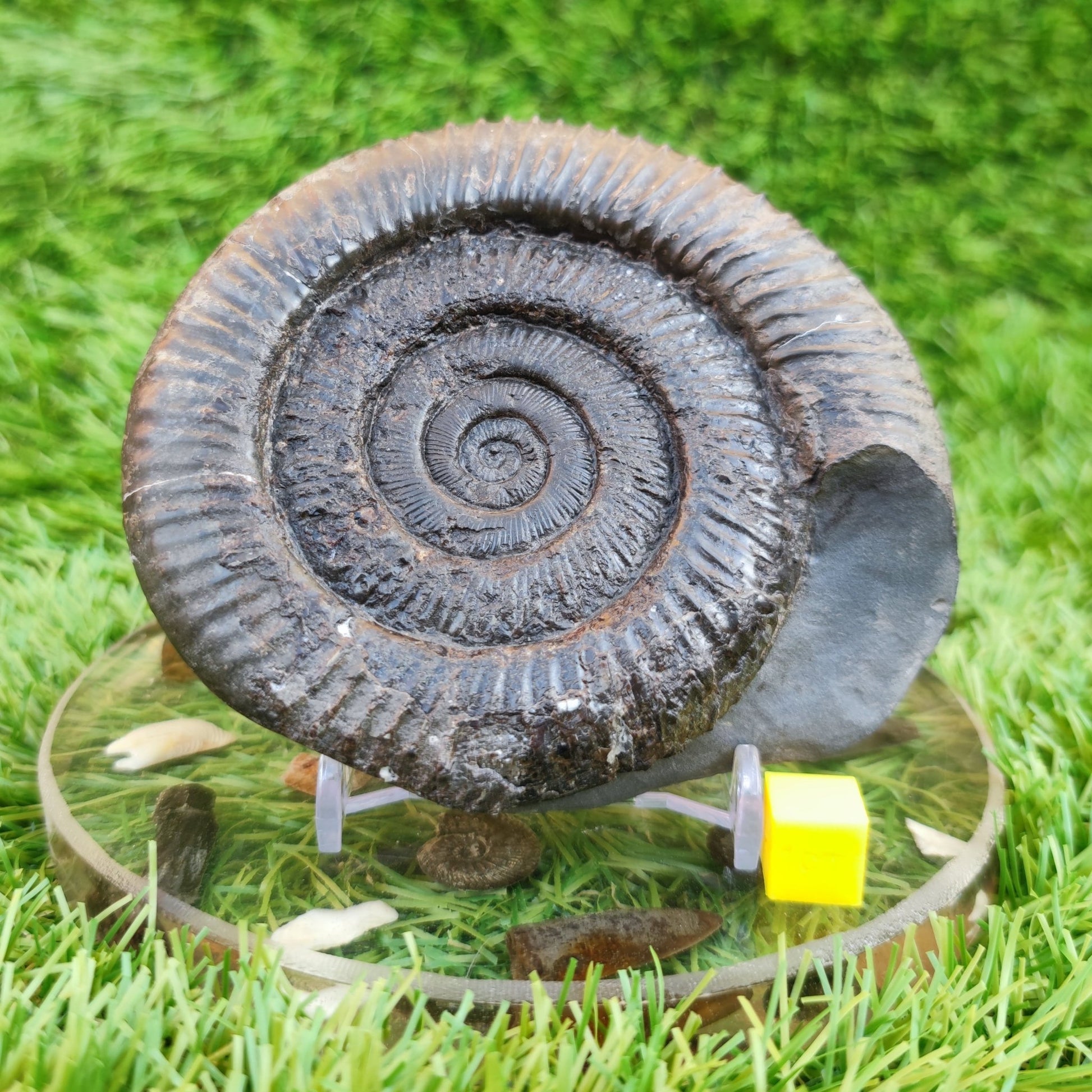 Peronoceras ammonite fossil North Yorkshire Fossils - North Yorkshire Fossils