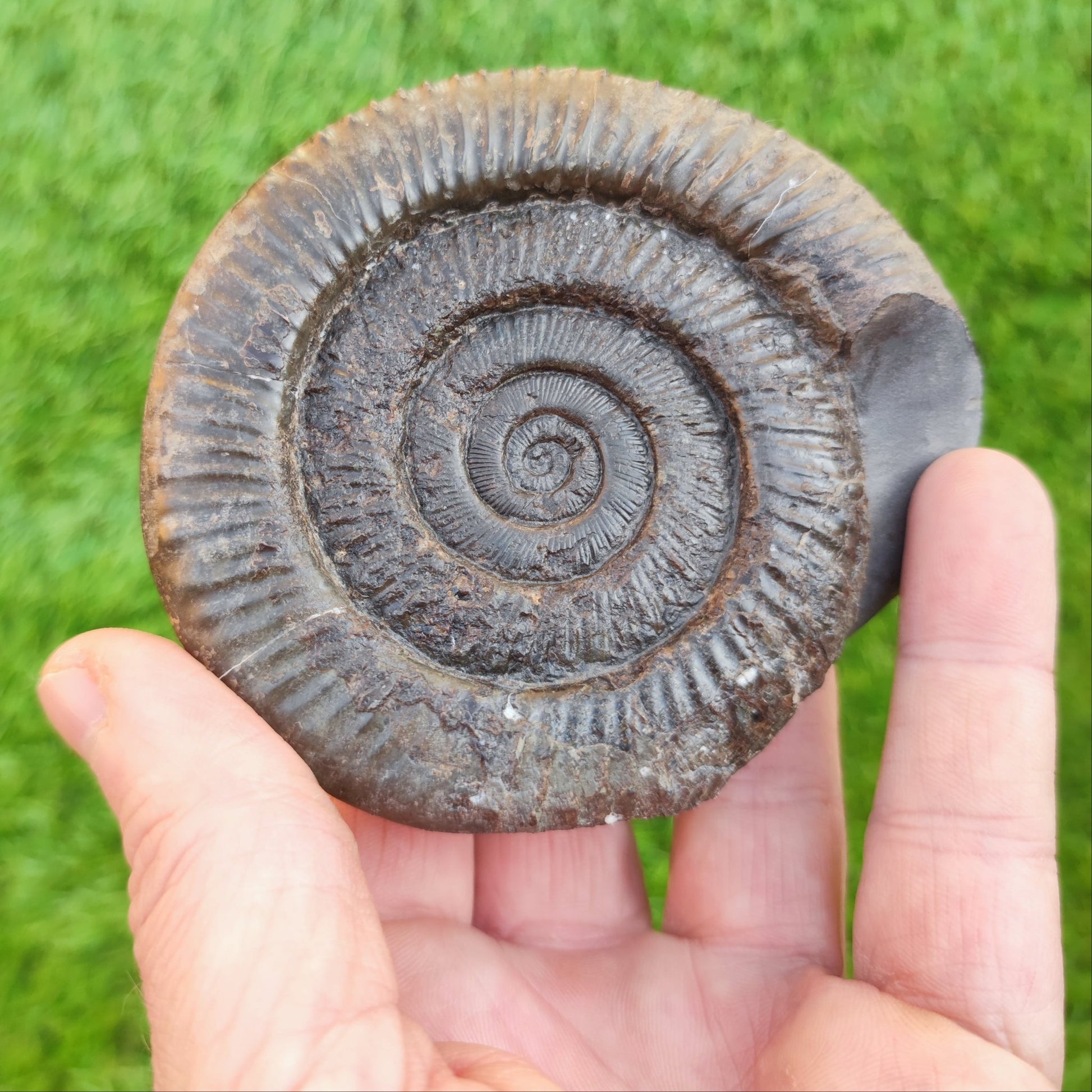 Peronoceras ammonite fossil North Yorkshire Fossils - North Yorkshire Fossils