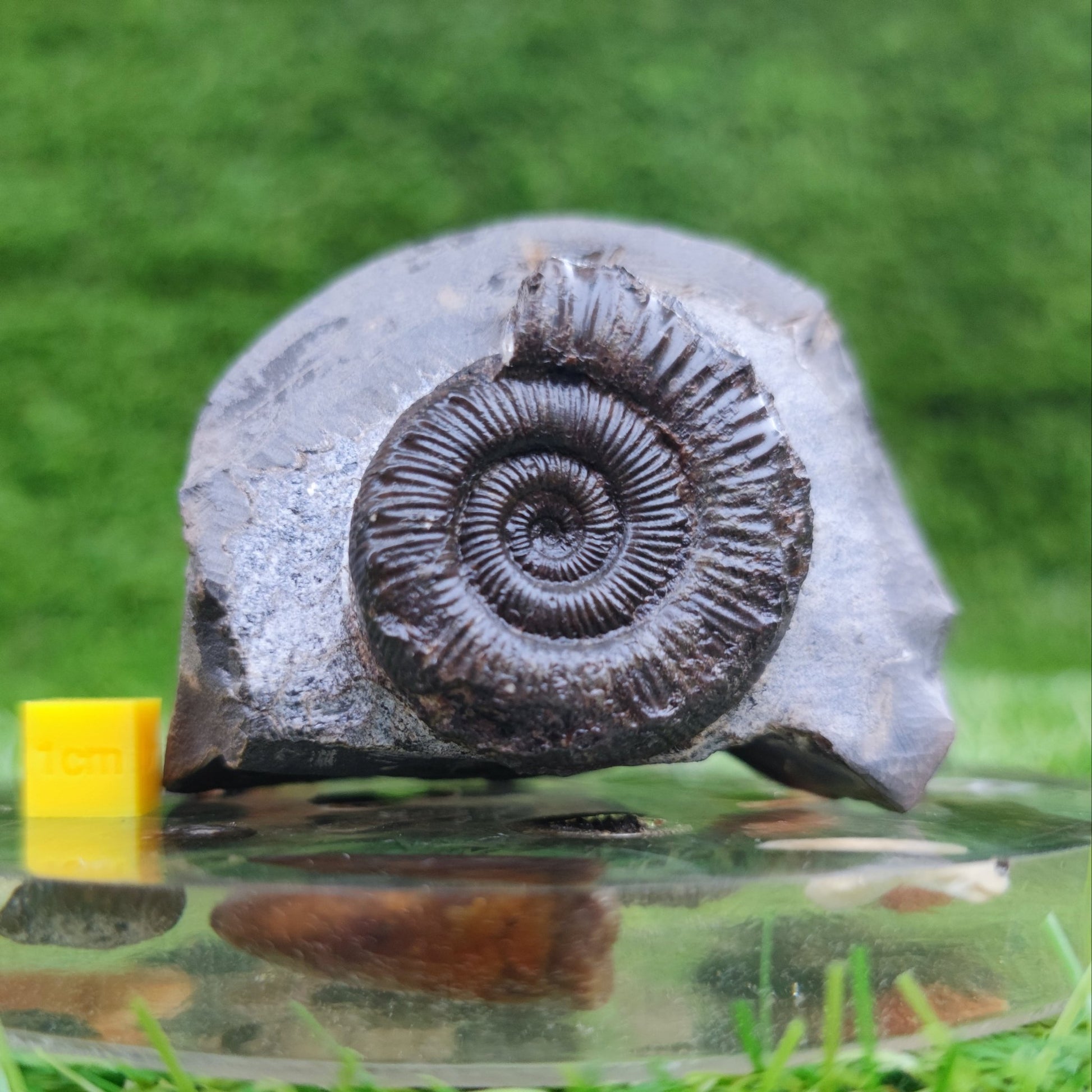 Peronoceras ammonite fossil North Yorkshire Fossils - North Yorkshire Fossils