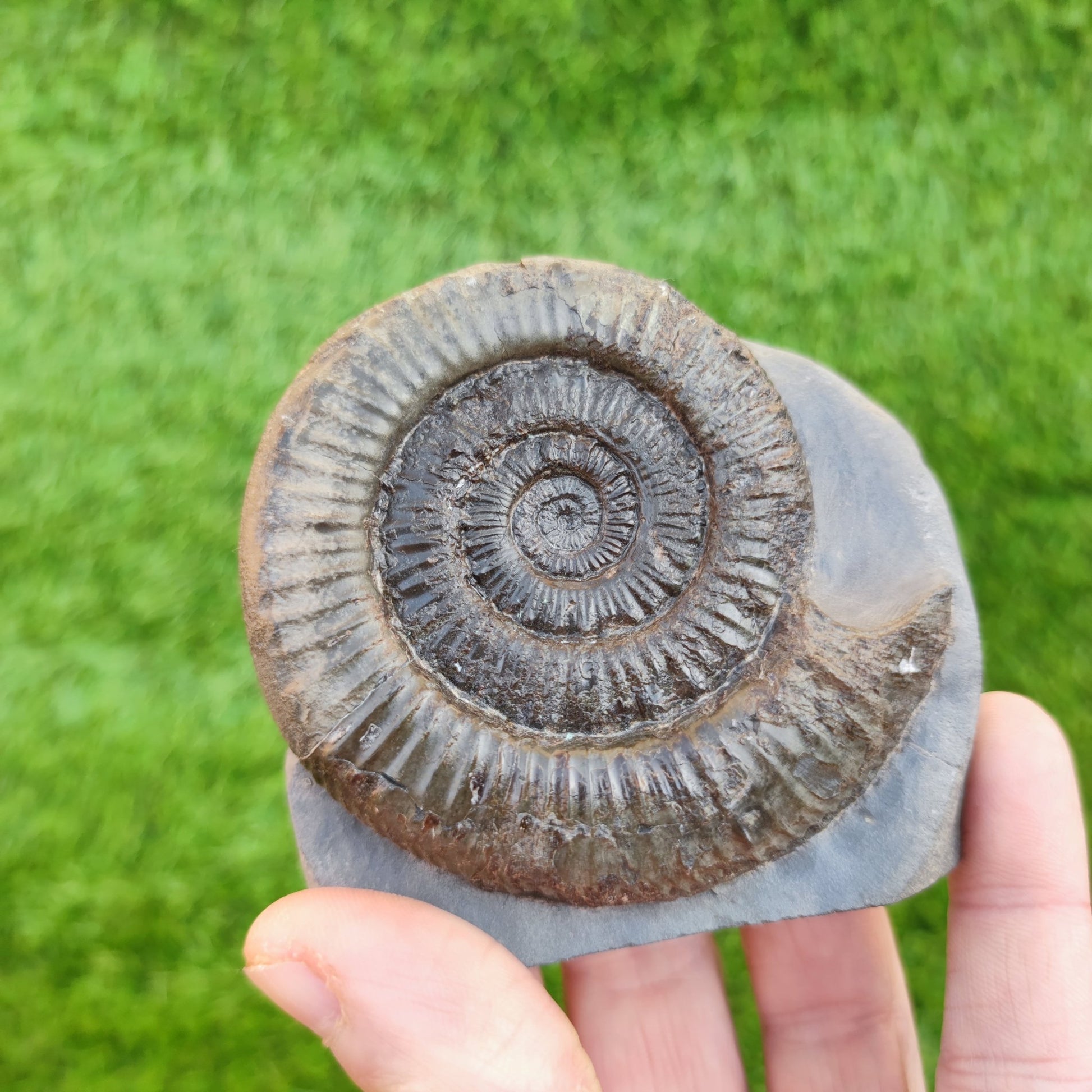 Peronoceras ammonite fossil North Yorkshire fossils on cut base - North Yorkshire Fossils