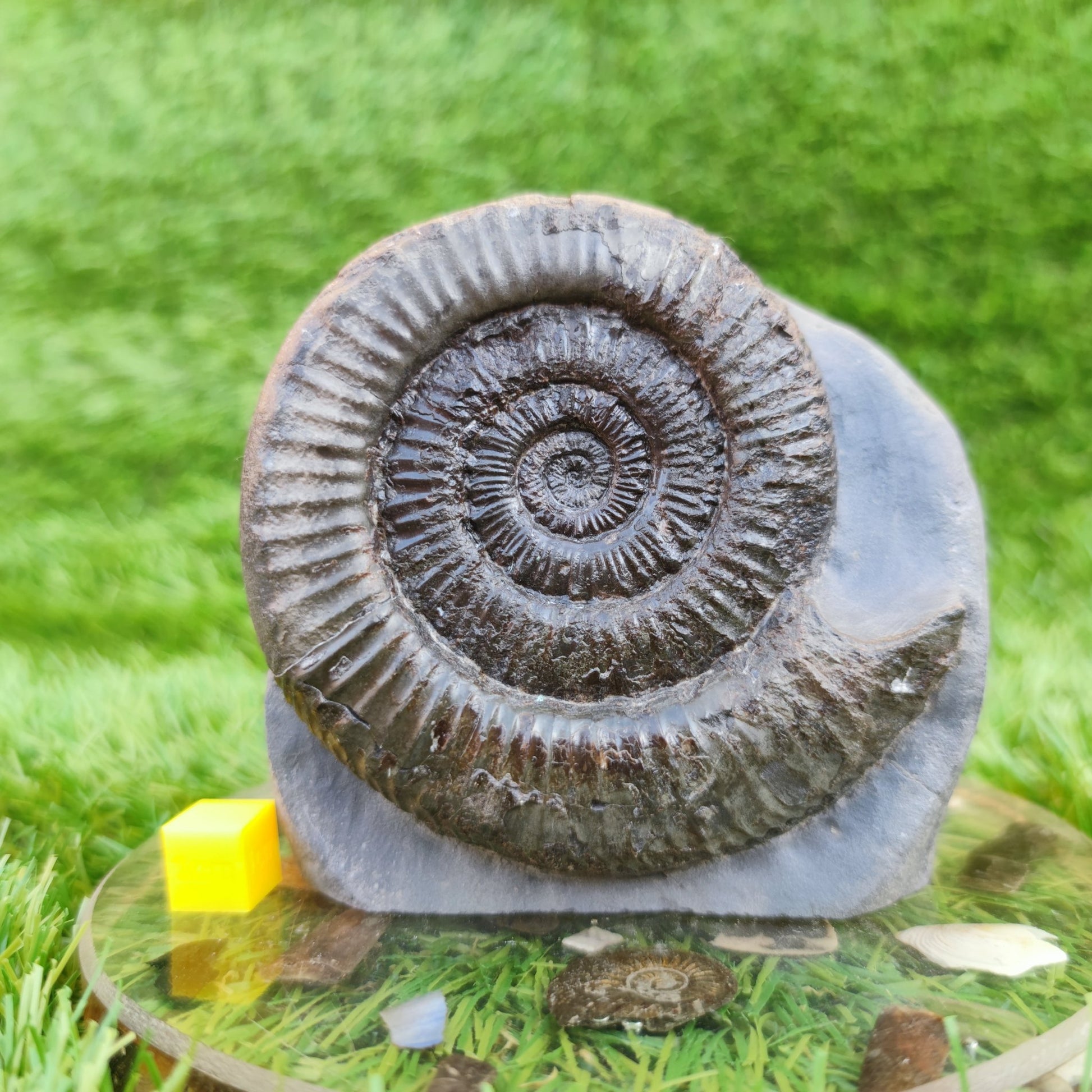 Peronoceras ammonite fossil North Yorkshire fossils on cut base - North Yorkshire Fossils