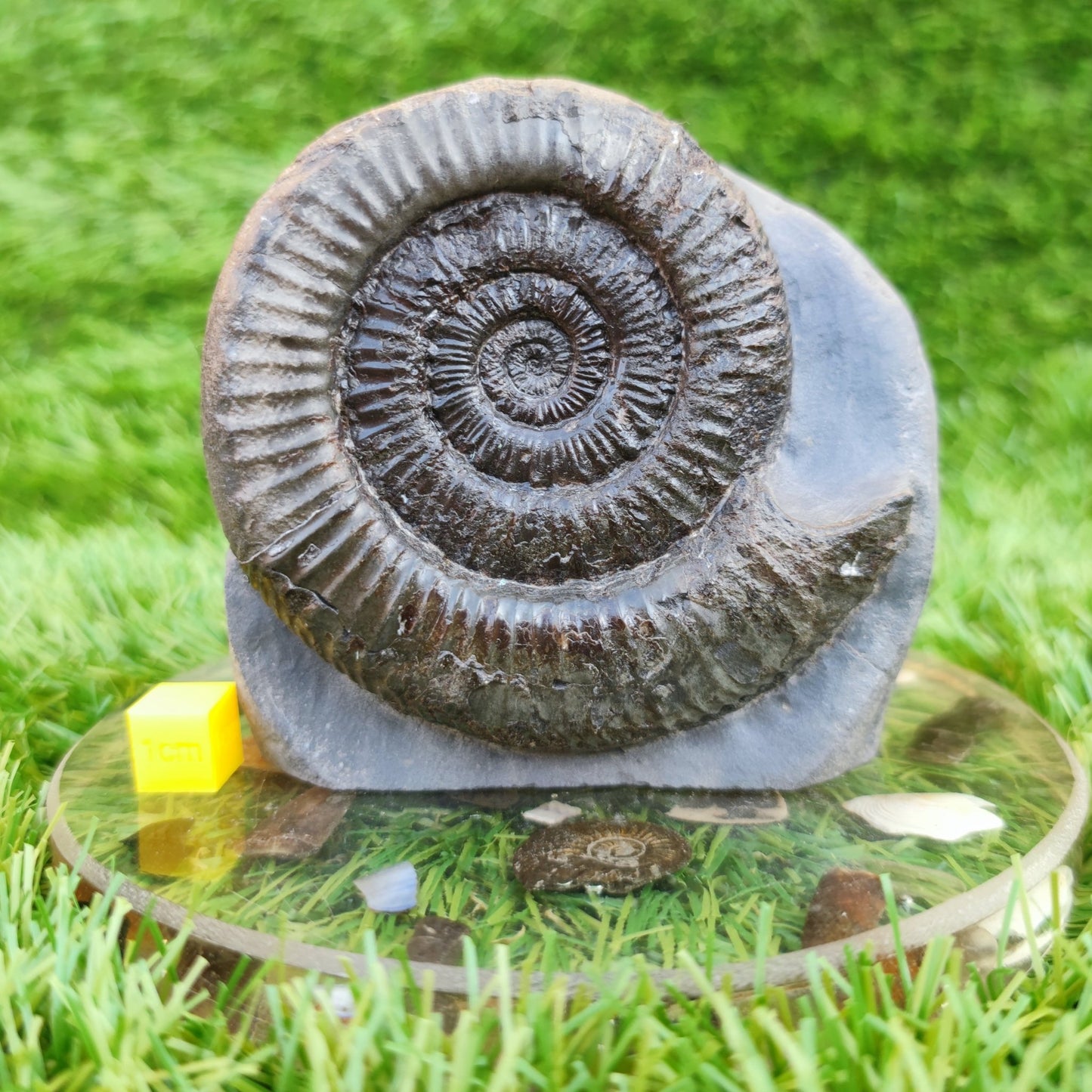 Peronoceras ammonite fossil North Yorkshire fossils on cut base - North Yorkshire Fossils