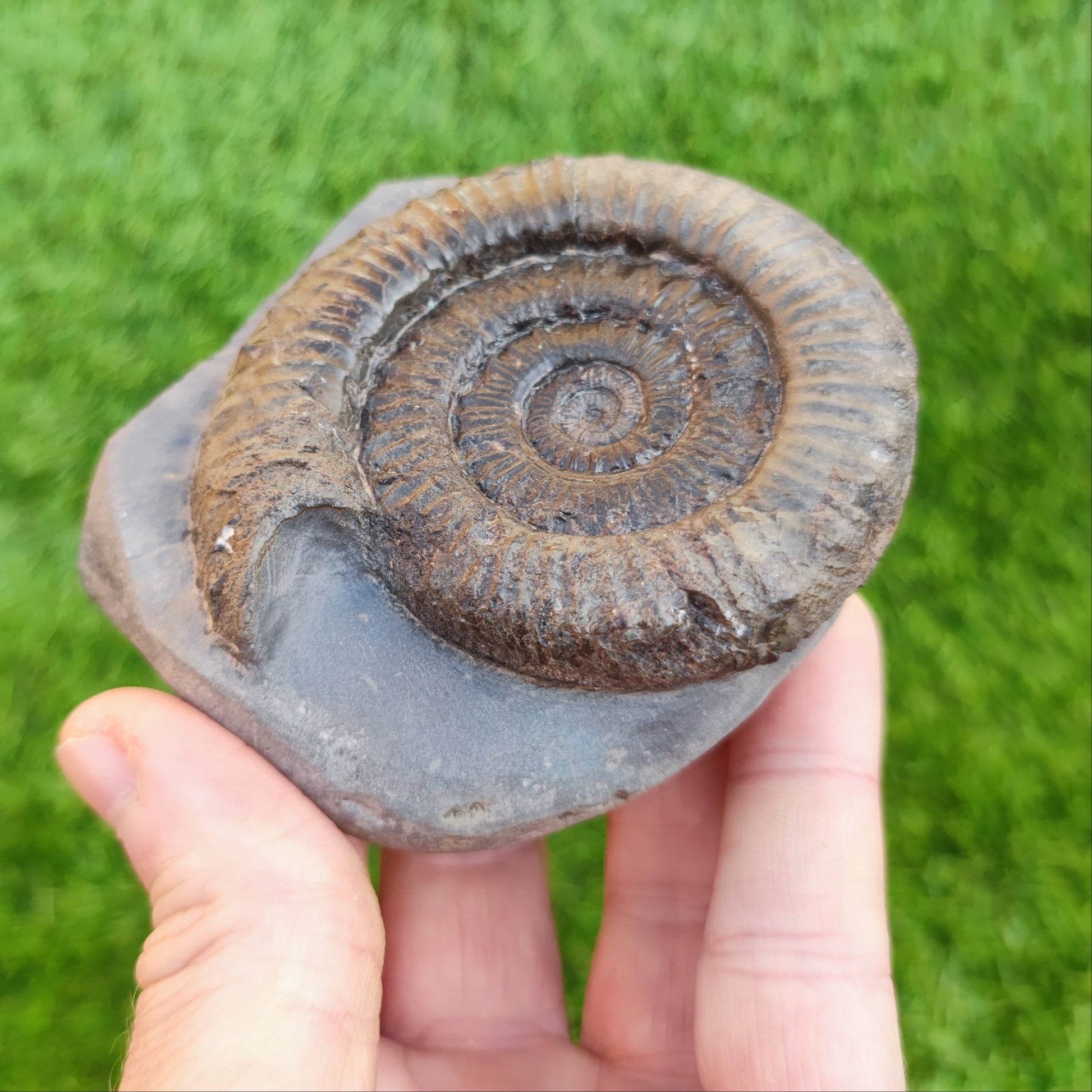 Peronoceras ammonite fossil North Yorkshire fossils on cut base - North Yorkshire Fossils