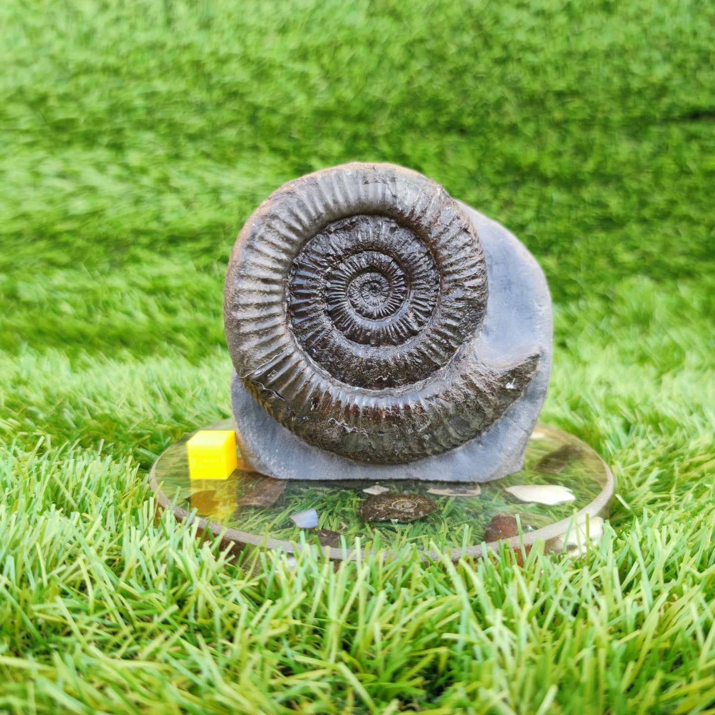 Peronoceras ammonite fossil North Yorkshire fossils on cut base - North Yorkshire Fossils