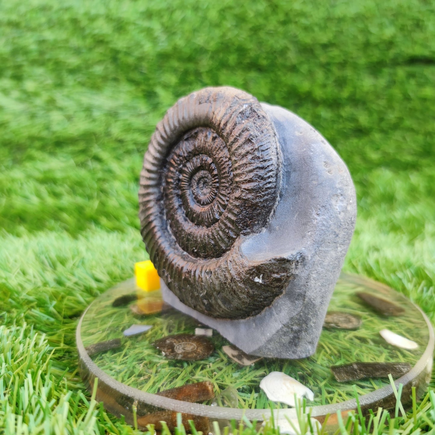 Peronoceras ammonite fossil North Yorkshire fossils on cut base - North Yorkshire Fossils