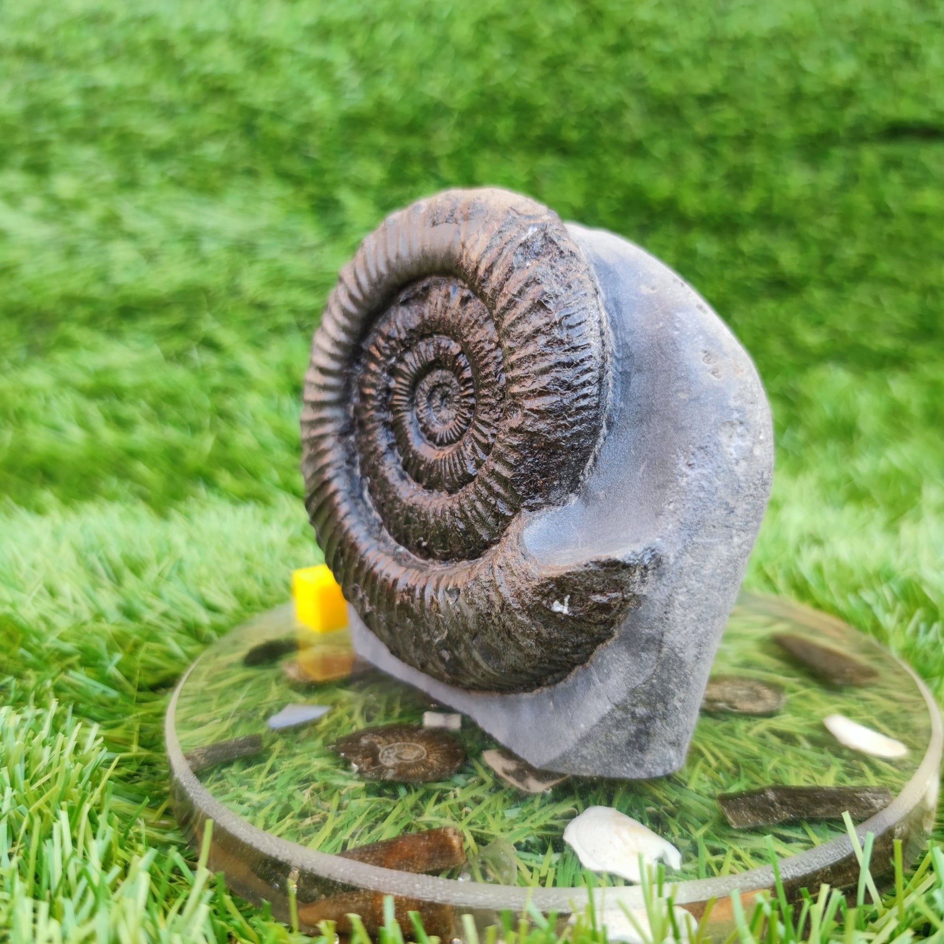 Peronoceras ammonite fossil North Yorkshire fossils on cut base - North Yorkshire Fossils