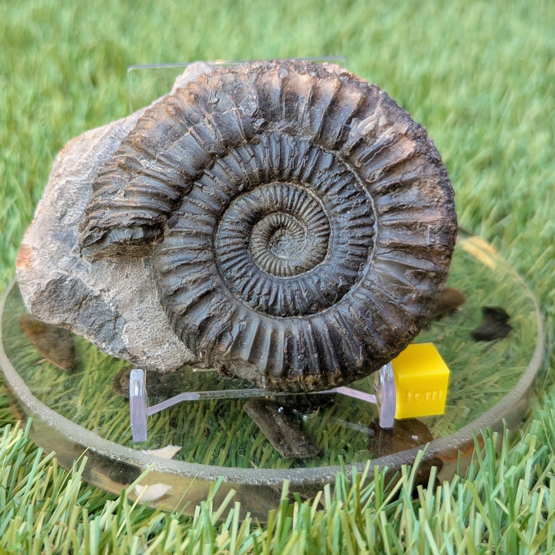 Peronoceras ammonite fossil Sandsend Whitby North Yorkshire fossils - North Yorkshire Fossils