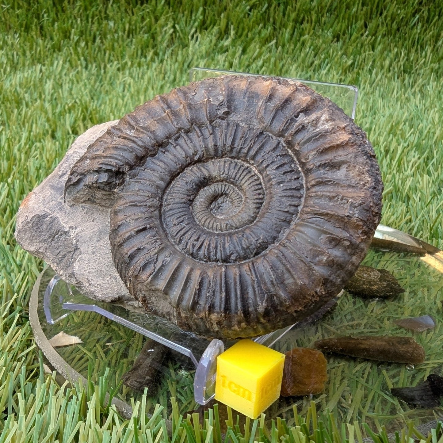 Peronoceras ammonite fossil Sandsend Whitby North Yorkshire fossils - North Yorkshire Fossils