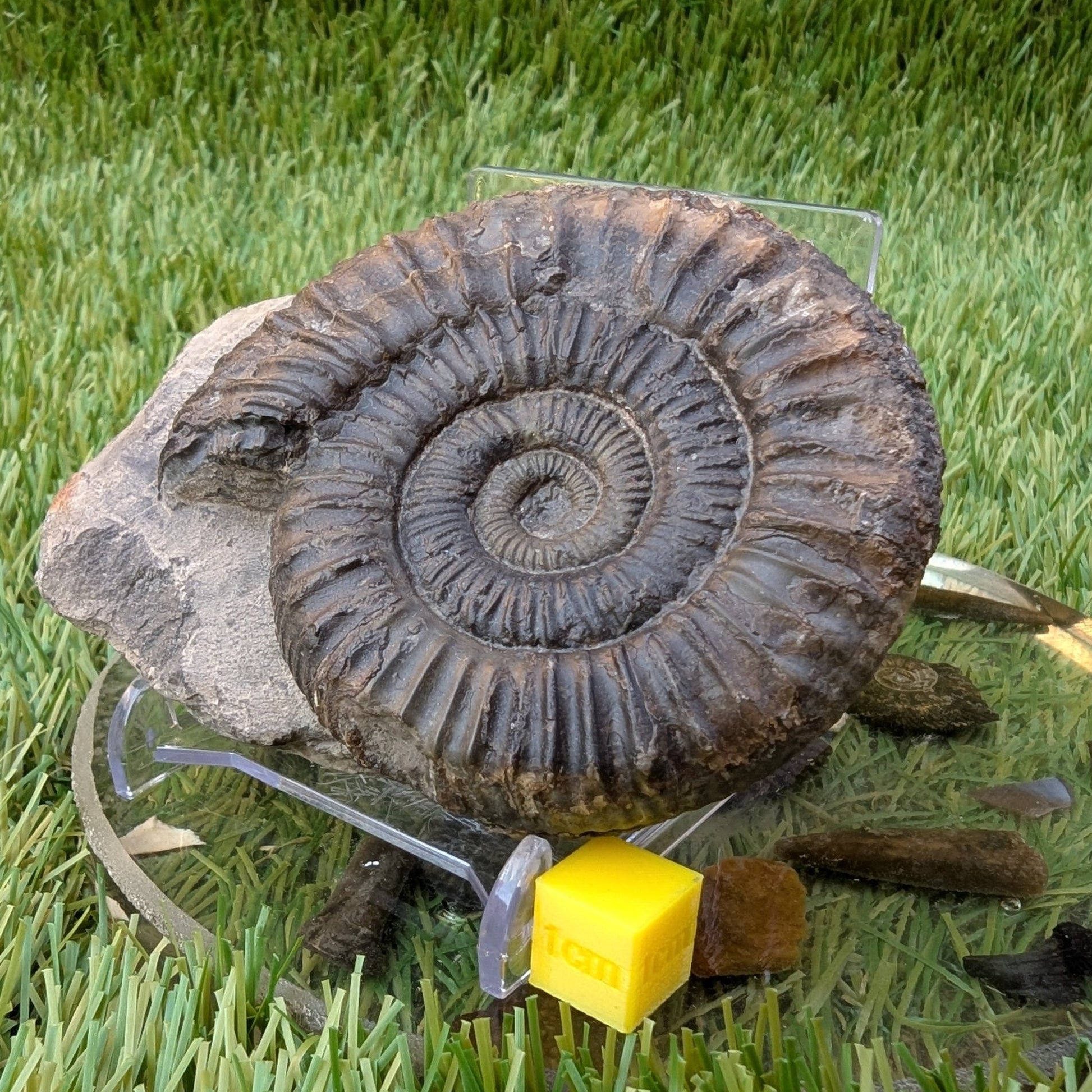 Peronoceras ammonite fossil Sandsend Whitby North Yorkshire fossils - North Yorkshire Fossils