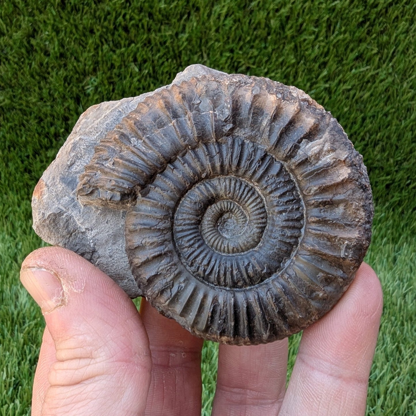 Peronoceras ammonite fossil Sandsend Whitby North Yorkshire fossils - North Yorkshire Fossils