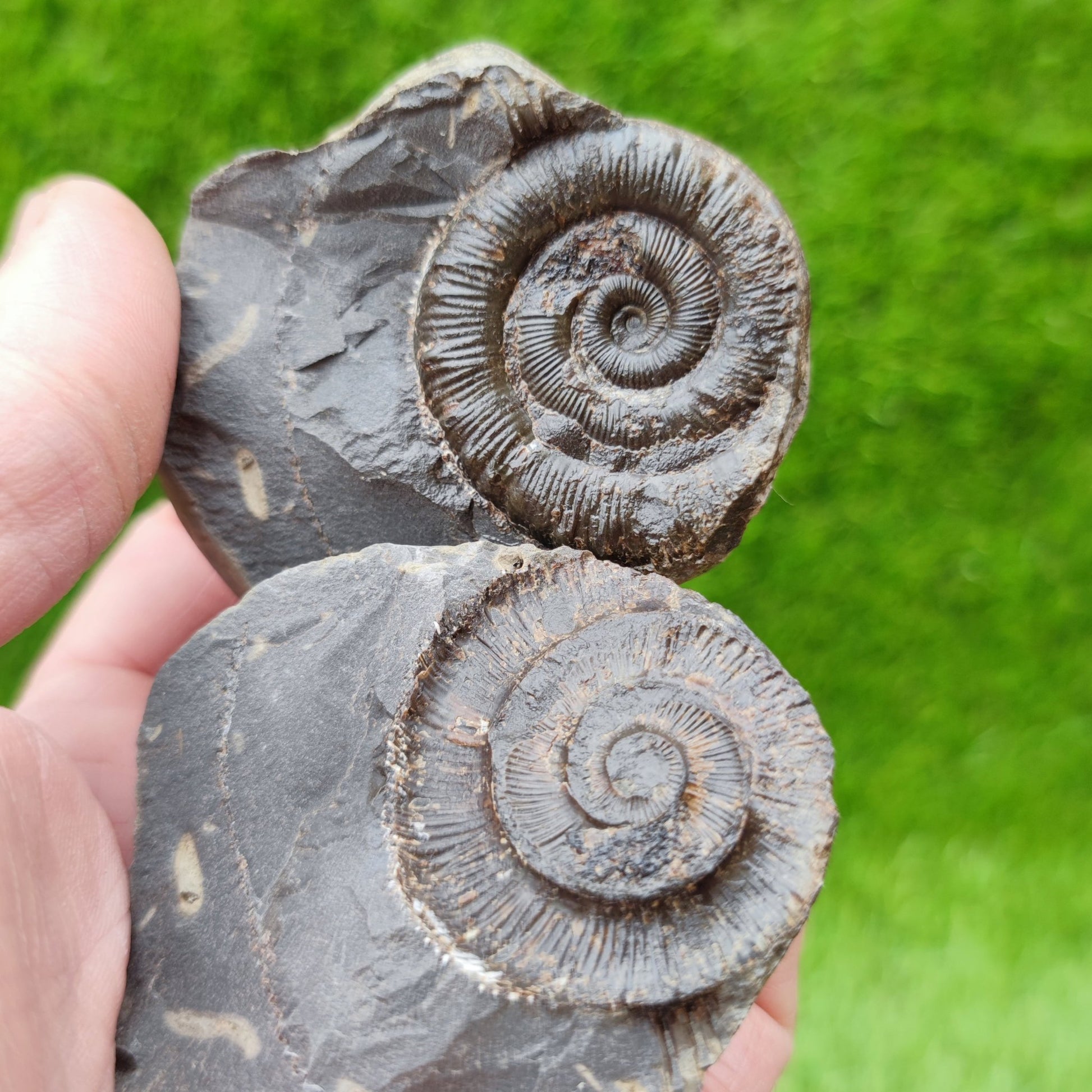 Peronoceras ammonite fossil split pair North Yorkshire UK - North Yorkshire Fossils