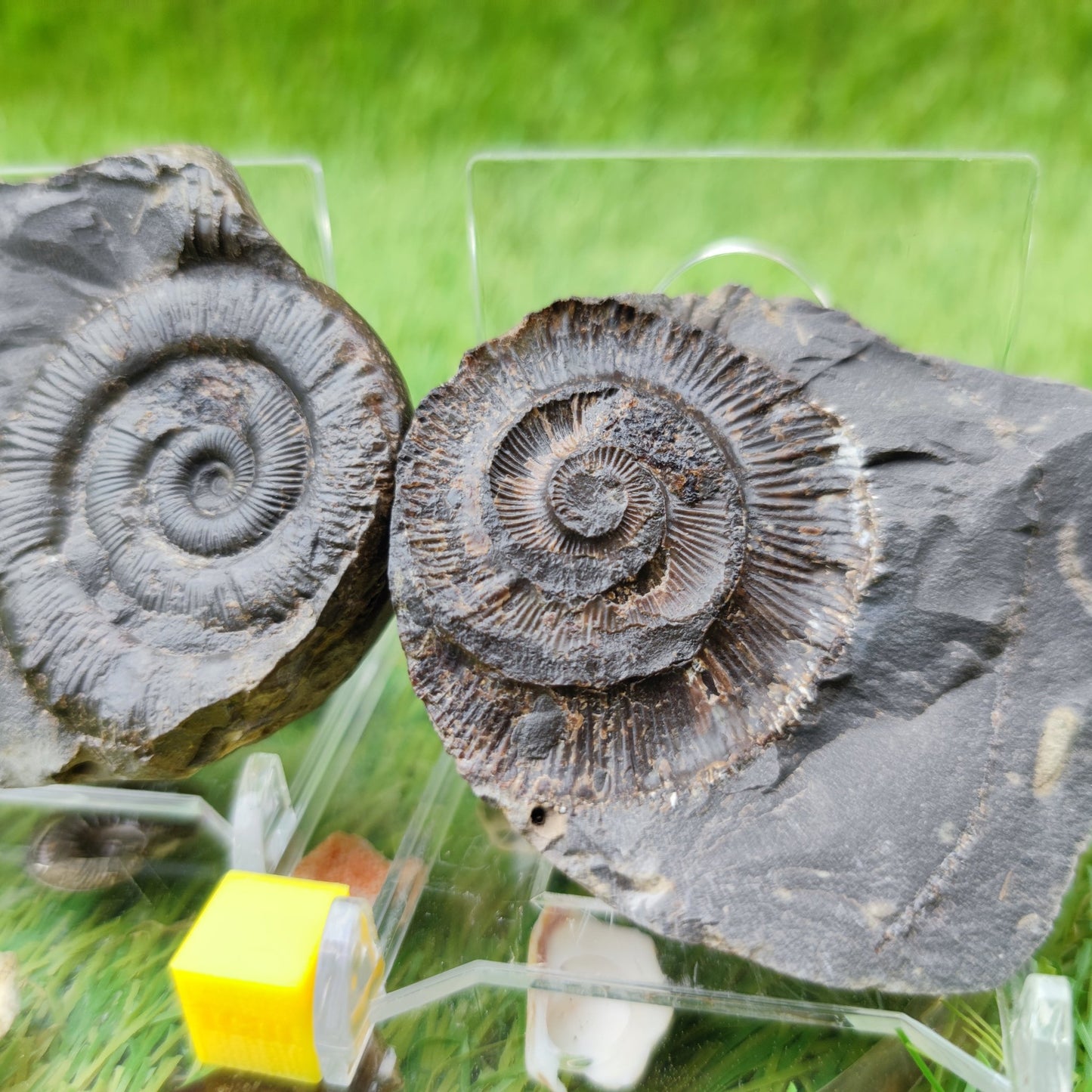 Peronoceras ammonite fossil split pair North Yorkshire UK - North Yorkshire Fossils