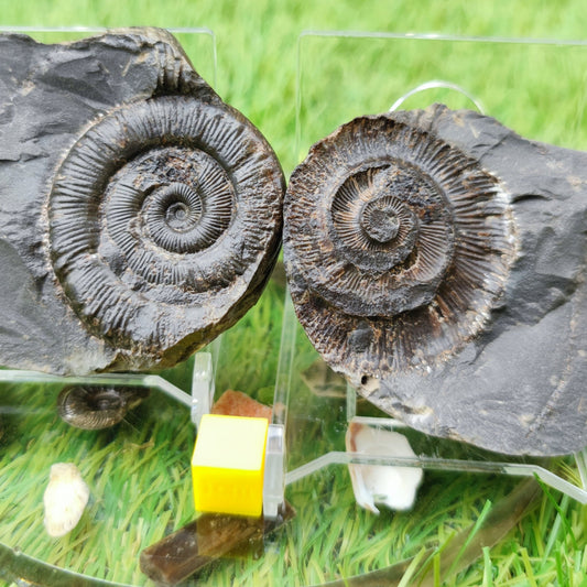 Peronoceras ammonite fossil split pair North Yorkshire UK - North Yorkshire Fossils