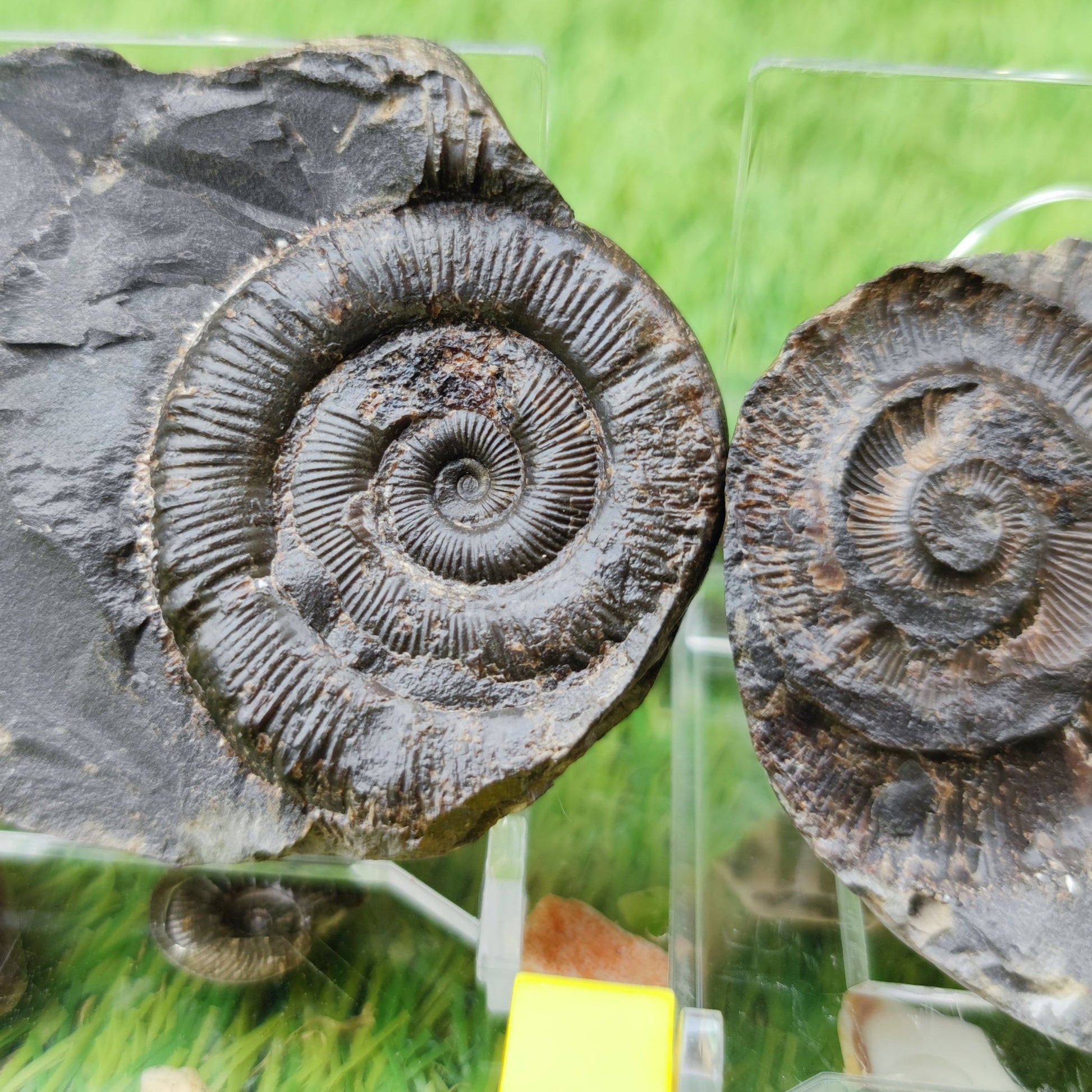 Peronoceras ammonite fossil split pair North Yorkshire UK - North Yorkshire Fossils