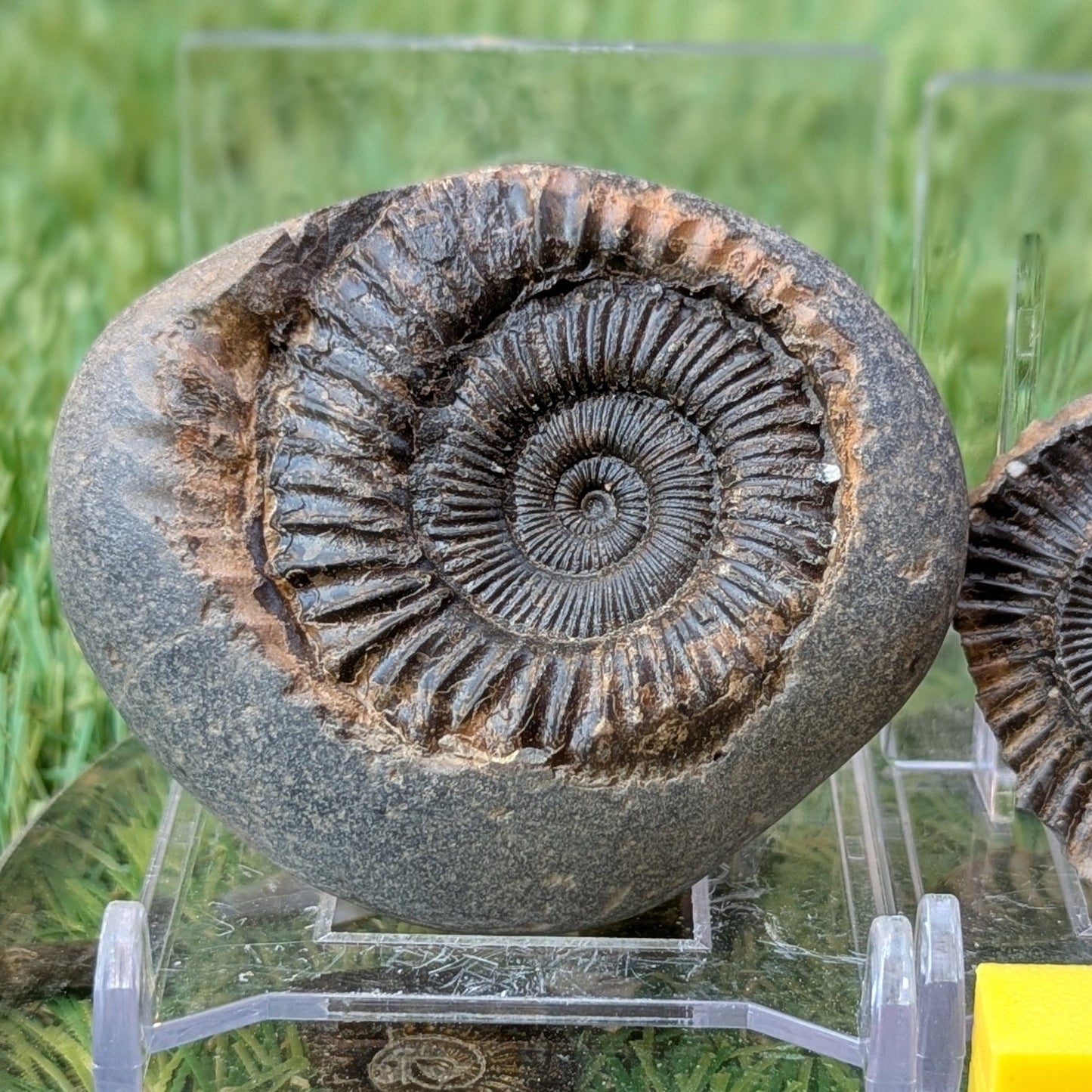 Peronoceras ammonite fossil split pair Whitby Jurassic coast - North Yorkshire Fossils