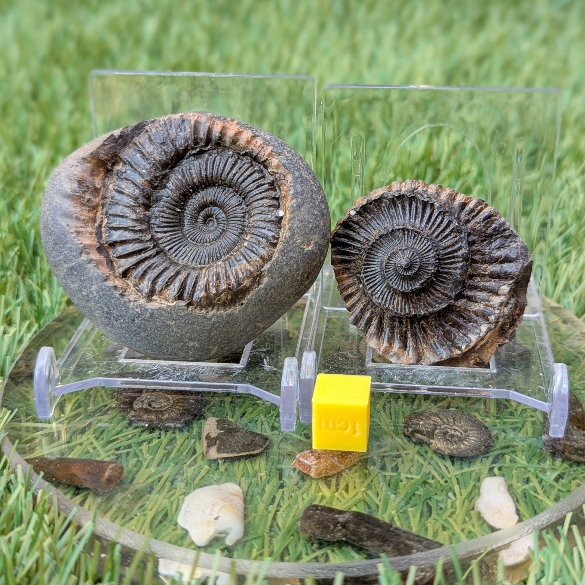 Peronoceras ammonite fossil split pair Whitby Jurassic coast - North Yorkshire Fossils